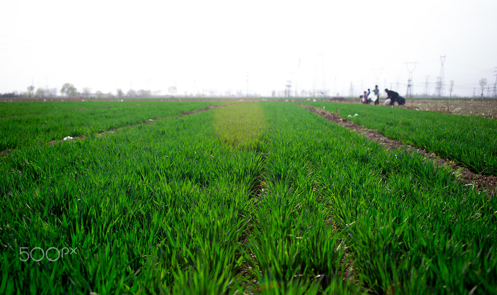 Canon EF 28-80mm f/2.8-4L sample photo. Wheat grass photography