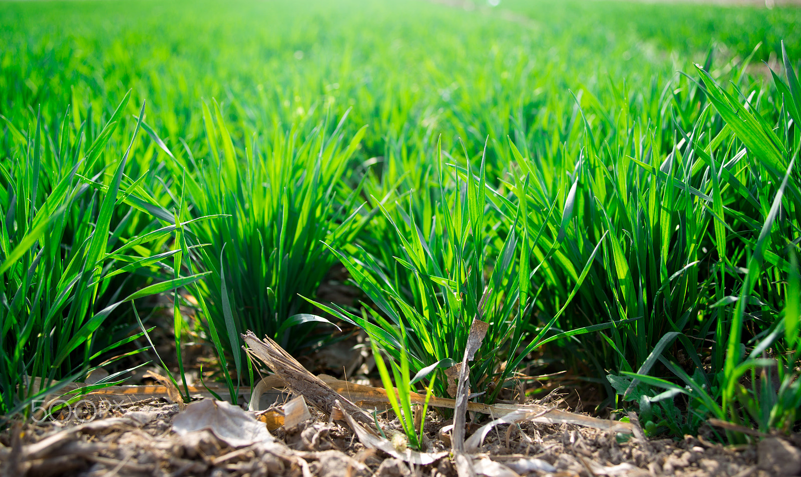 Canon EF 28-80mm f/2.8-4L sample photo. Wheat grass photography