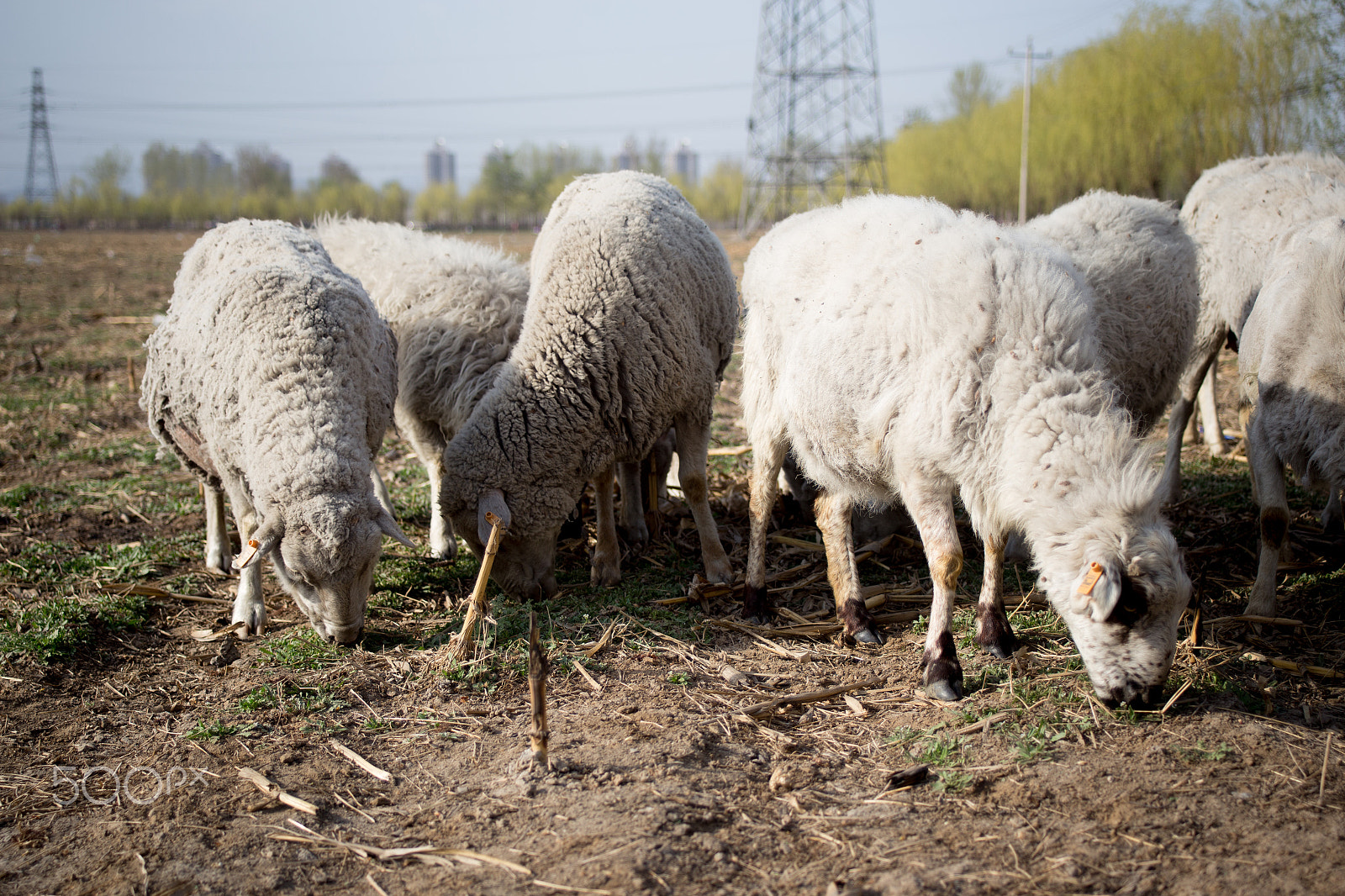Canon EF 28-80mm f/2.8-4L sample photo. Sheep photography