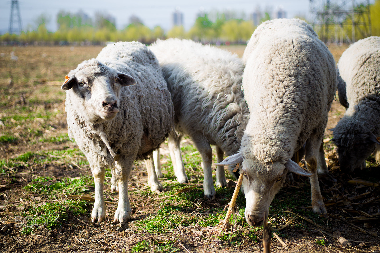 Canon EF 28-80mm f/2.8-4L sample photo. Sheep photography