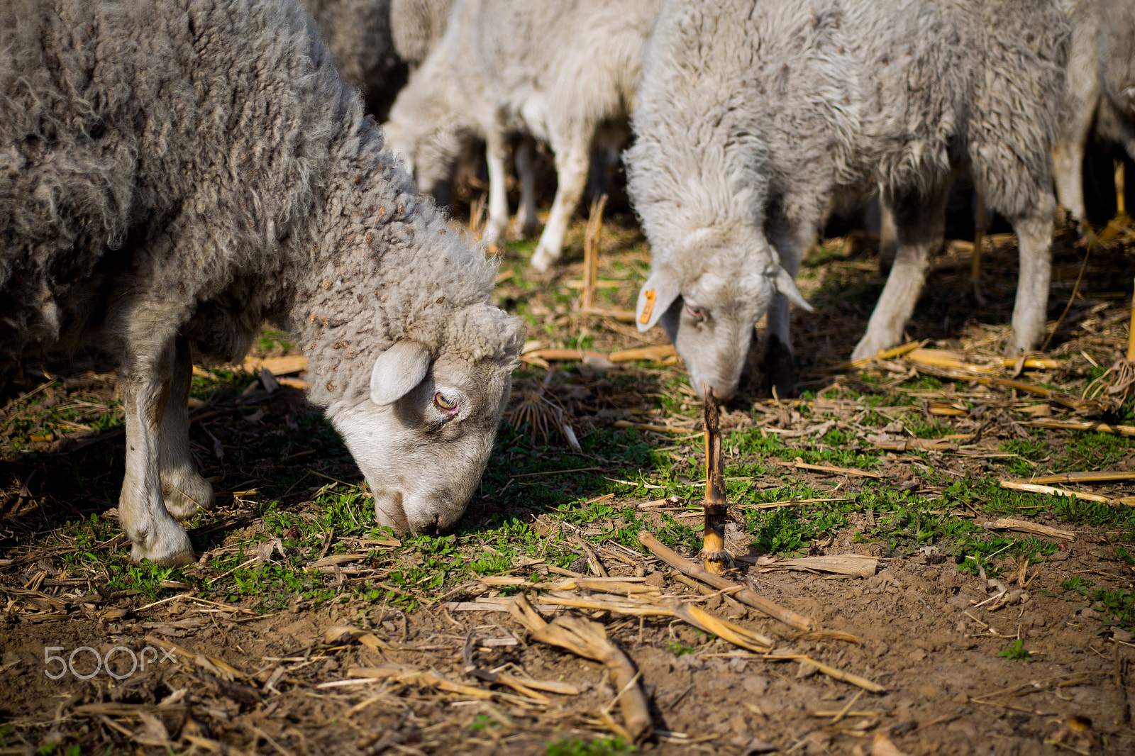 Canon EF 28-80mm f/2.8-4L sample photo. Sheep photography