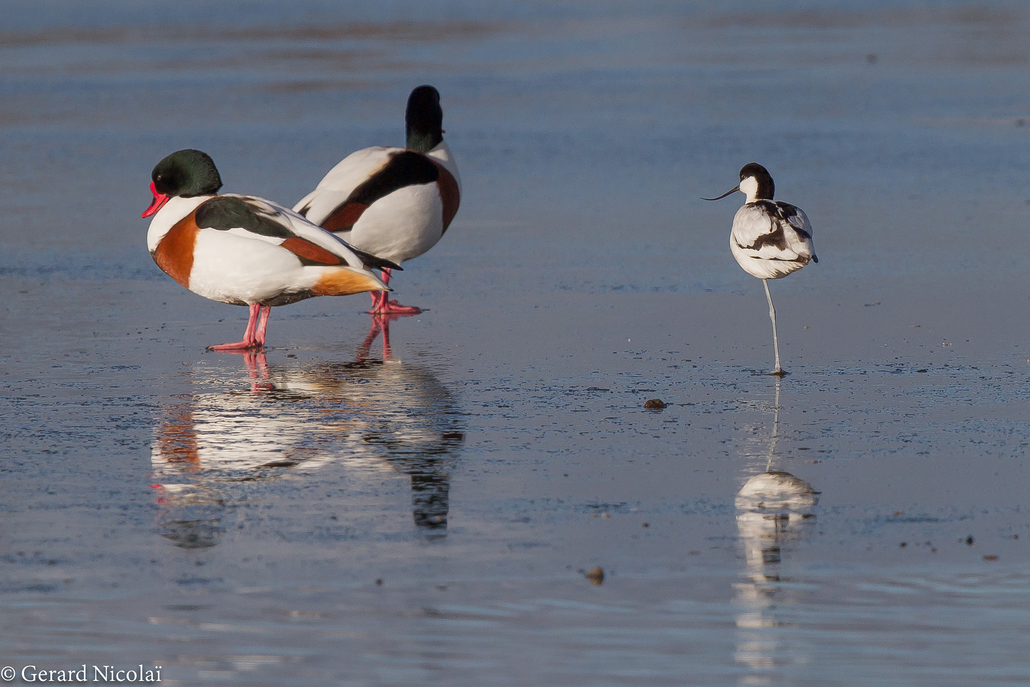 Canon EF 300mm F2.8L IS USM sample photo. Avocet on ice photography