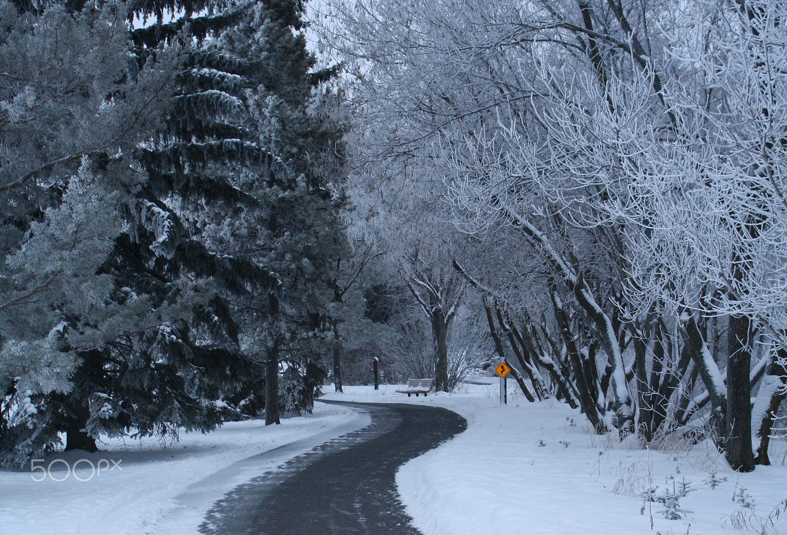 Canon EOS 1000D (EOS Digital Rebel XS / EOS Kiss F) sample photo. Frosted path photography