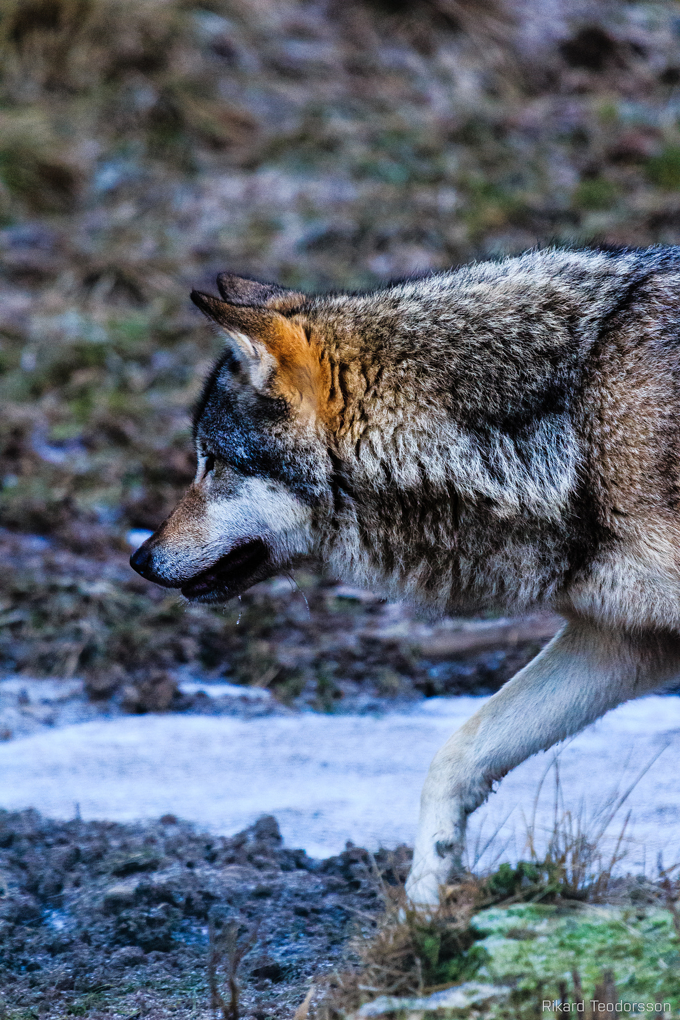 Canon EF 100-400mm F4.5-5.6L IS USM sample photo. Wolf photography