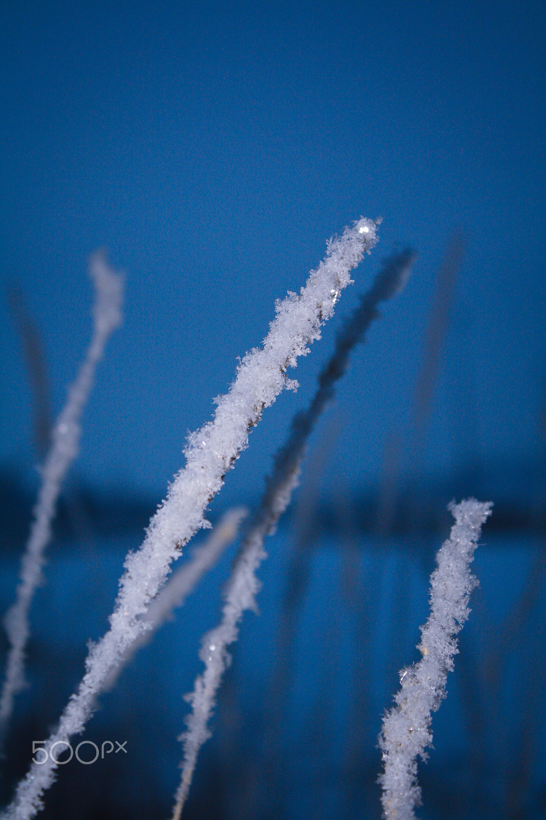 Canon EOS 1000D (EOS Digital Rebel XS / EOS Kiss F) sample photo. Frosted photography