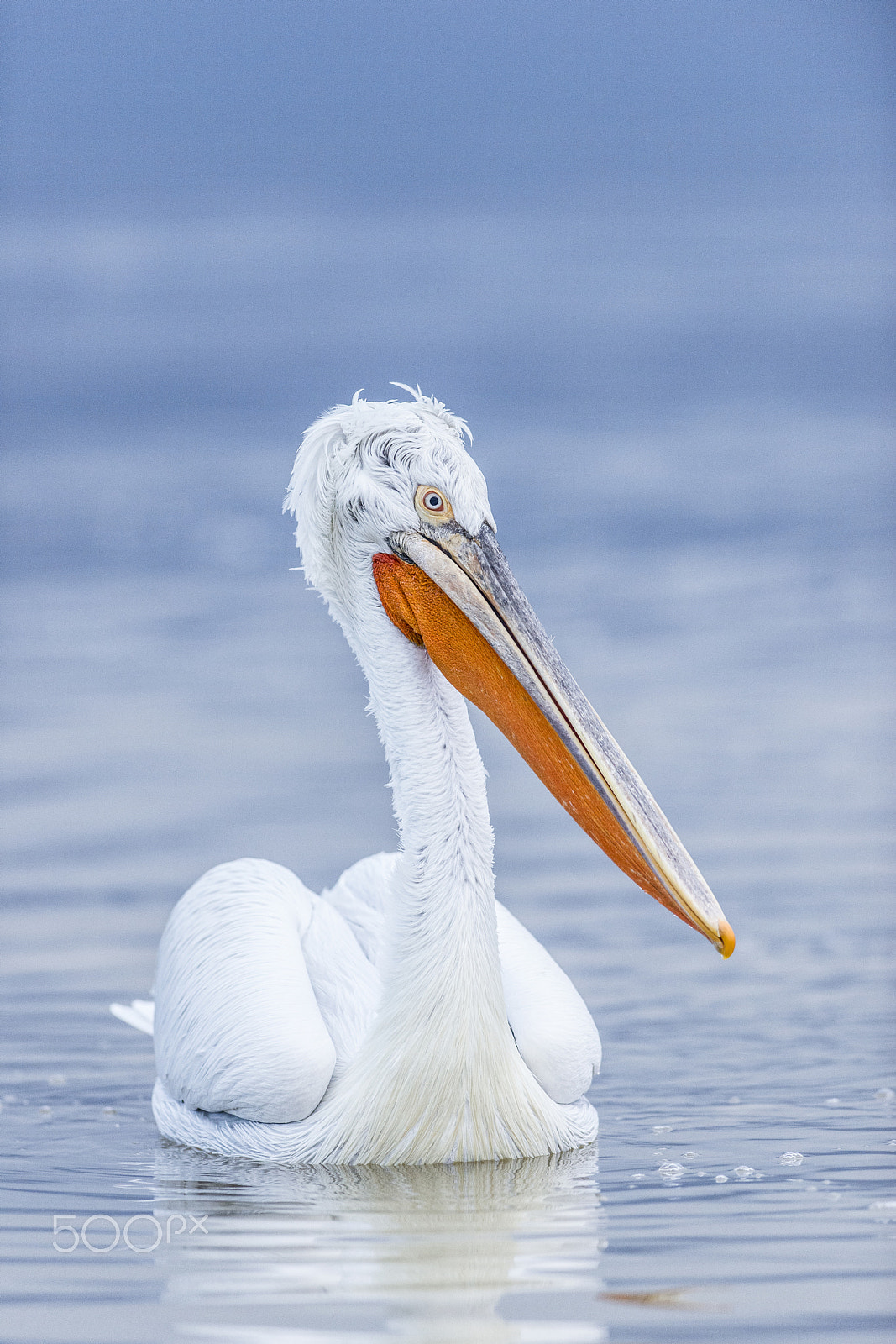 Nikon AF-S Nikkor 300mm F2.8G ED VR II sample photo. Kerkini dawn photography