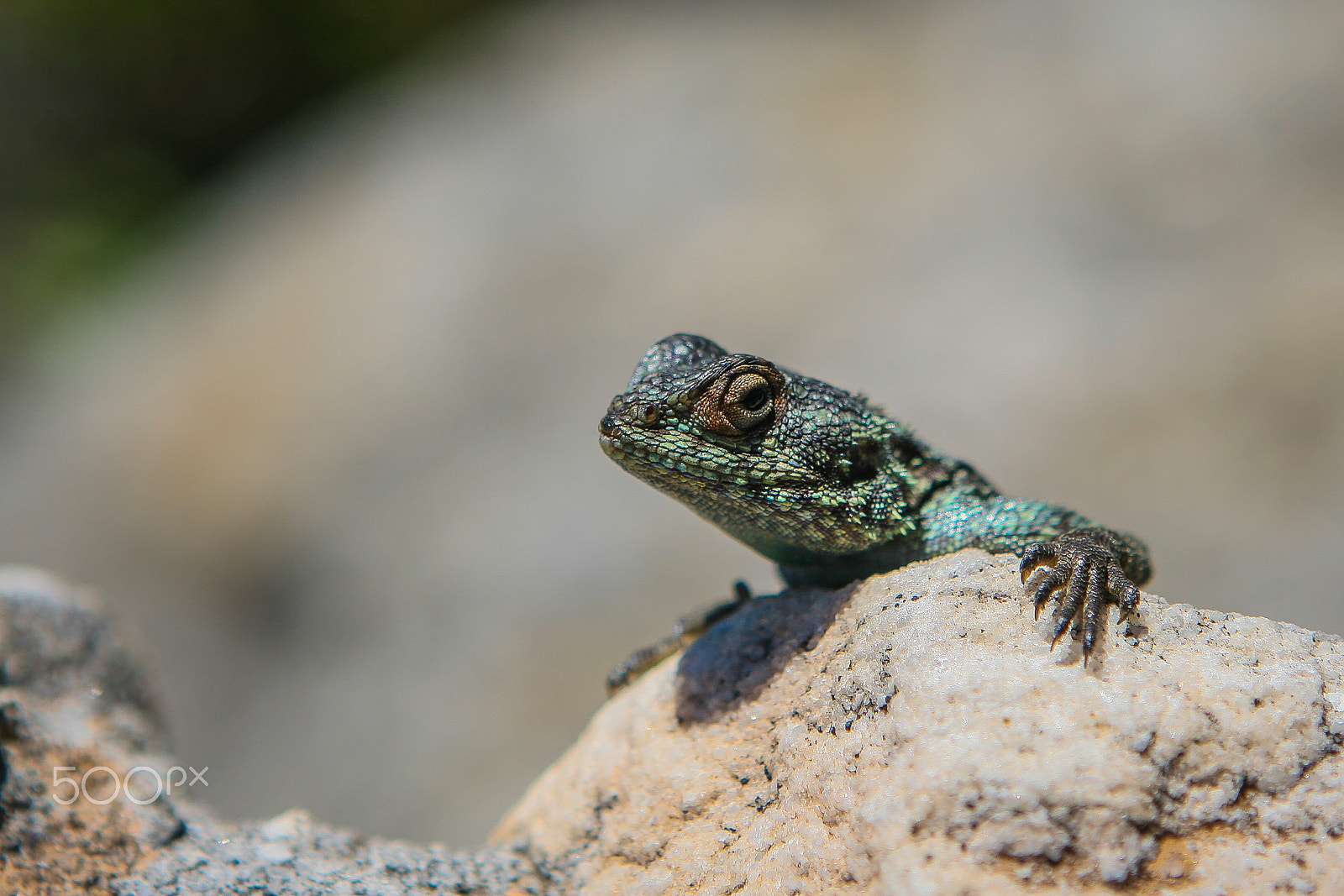 Canon EOS 30D + Canon EF 24-70mm F2.8L USM sample photo. Gecko photography