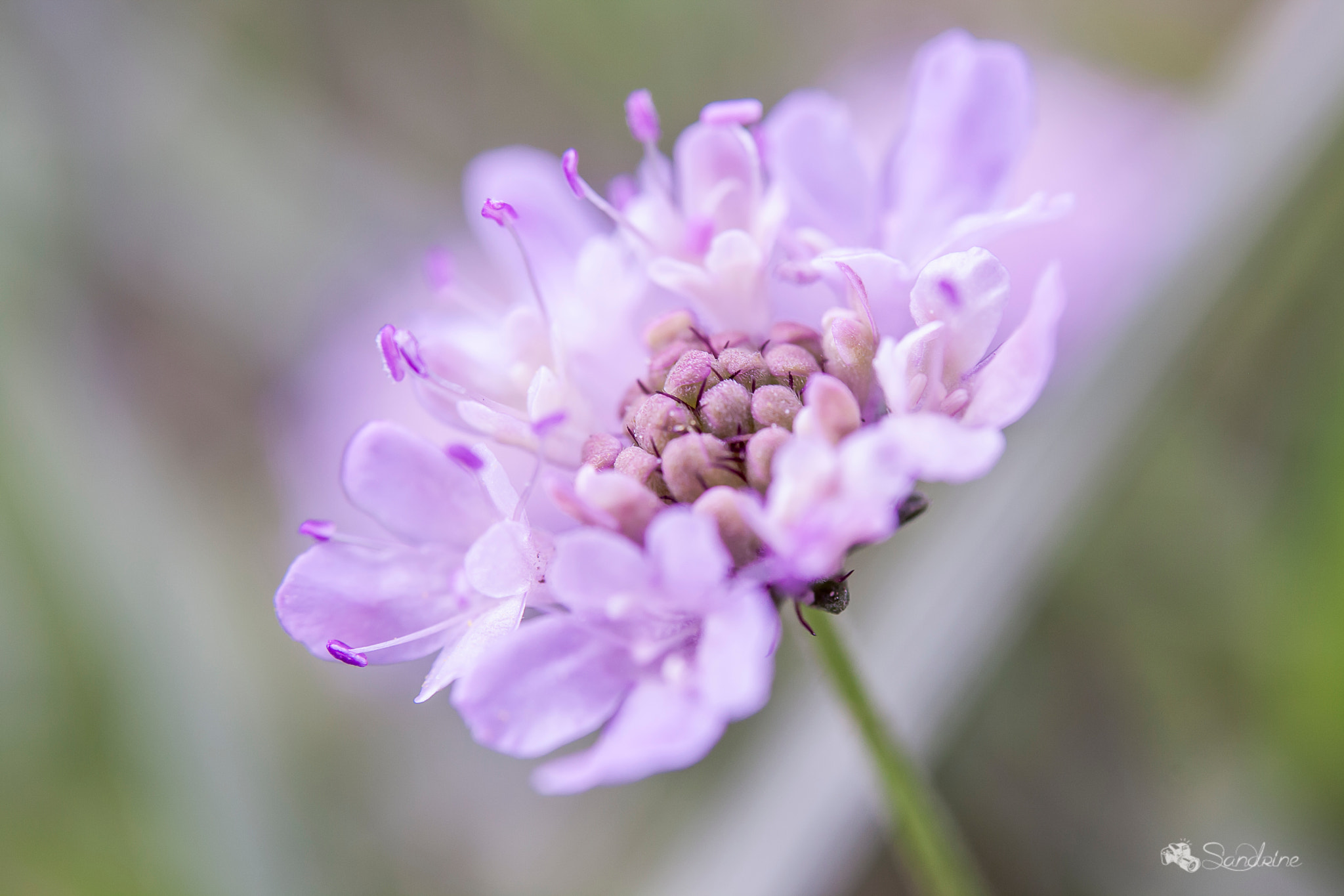 Canon EF 28-80mm f/3.5-5.6 sample photo. Knautia arvensis- scabieuse photography