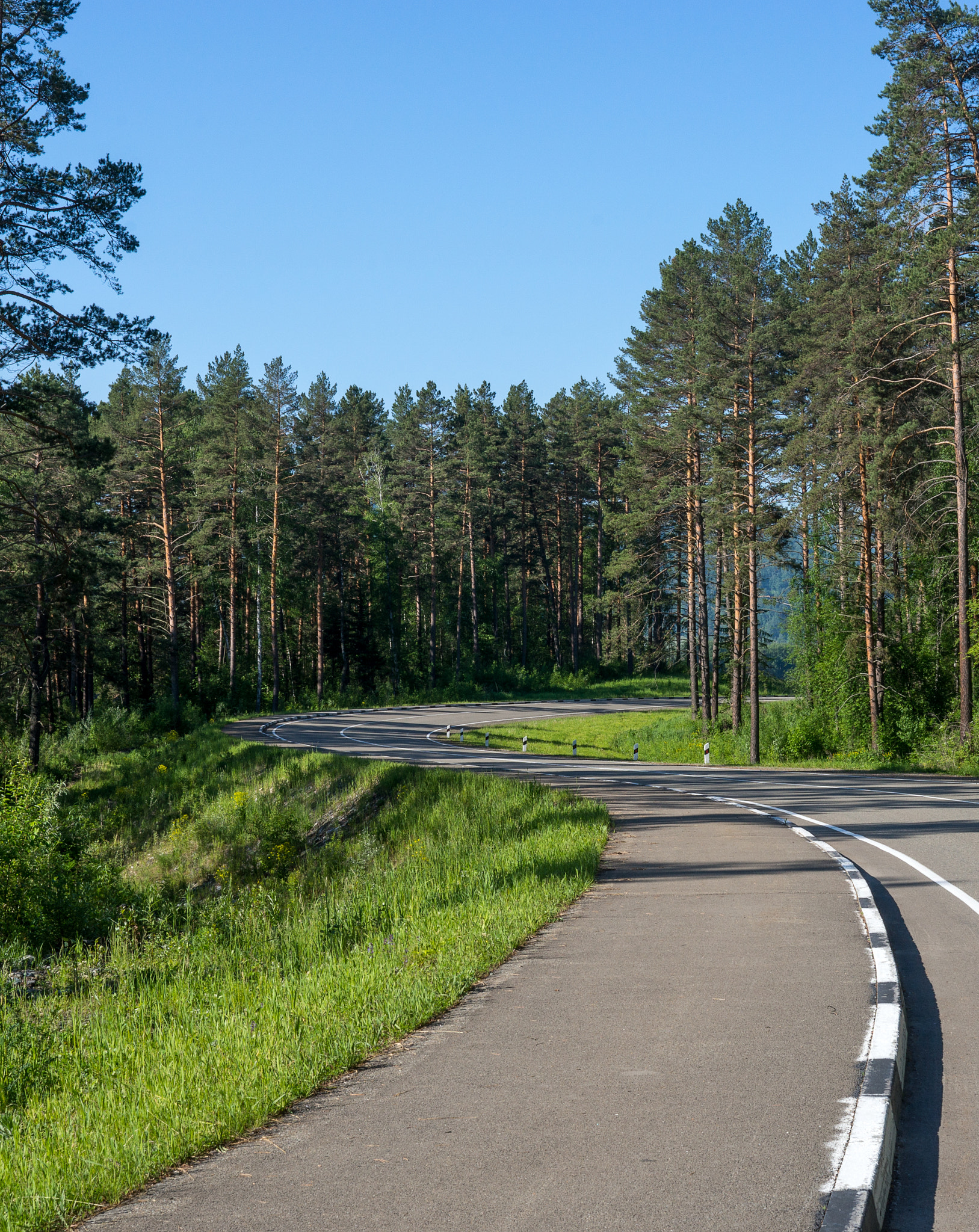 Sony a99 II + Sony 50mm F1.4 sample photo. New road through pine trees via biryzovaya katun' resort photography