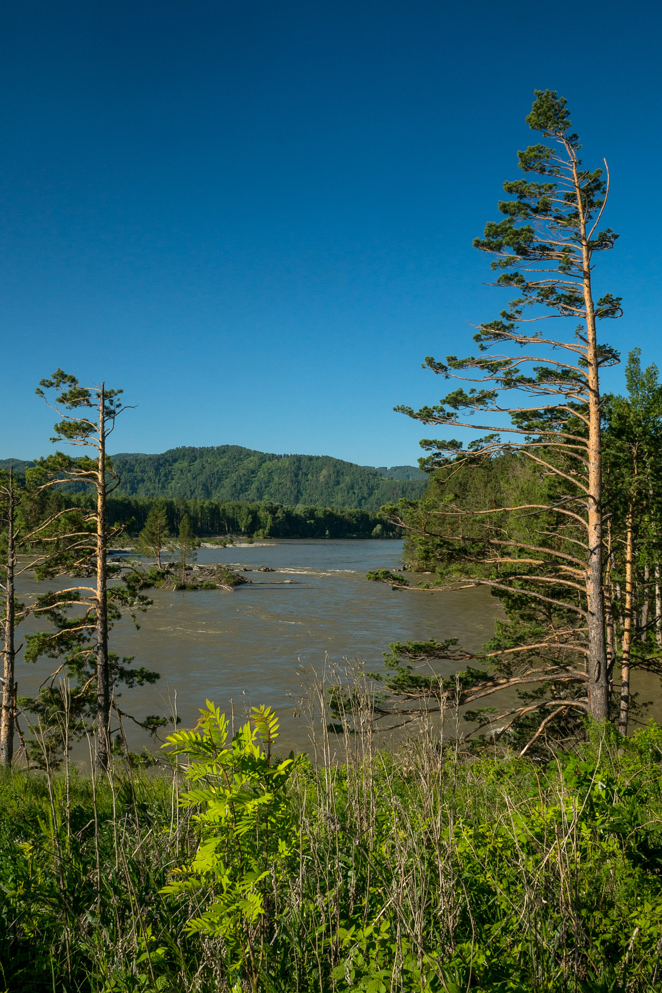 Sony a99 II + Sony DT 16-50mm F2.8 SSM sample photo. Katun' river seems to be dirty and full of rainy water, but usually it is of turquoise color. worth  photography