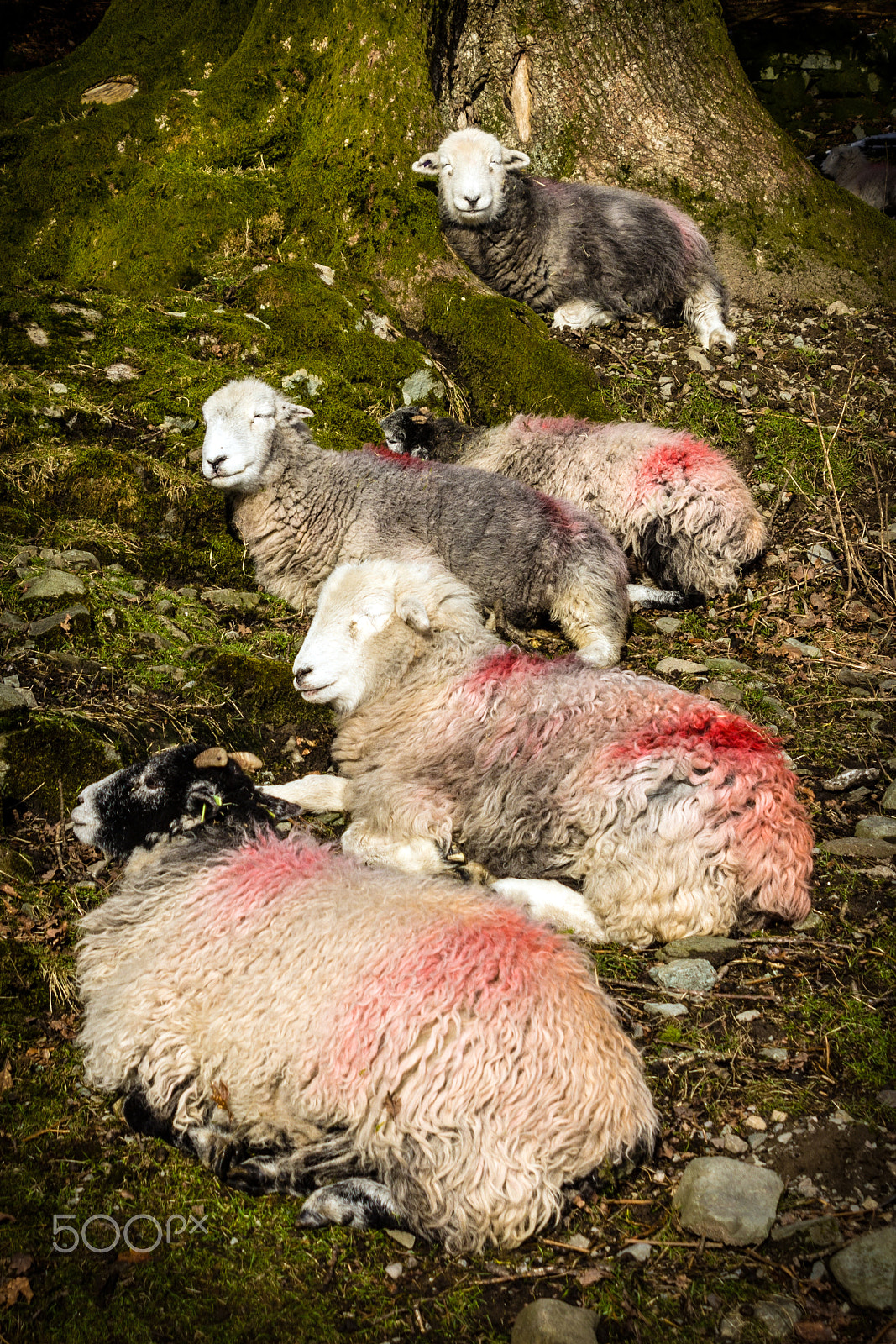 Canon EOS 60D + Tamron AF 28-300mm F3.5-6.3 XR Di LD Aspherical (IF) Macro sample photo. Sunbathing herdwick sheep photography