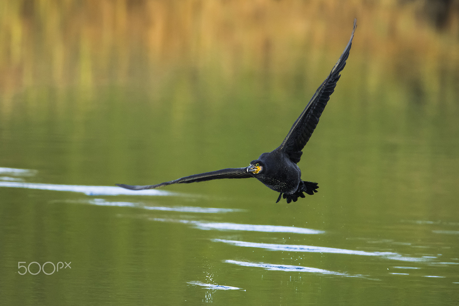 Tamron SP 150-600mm F5-6.3 Di VC USD sample photo. ..flying on water.. photography