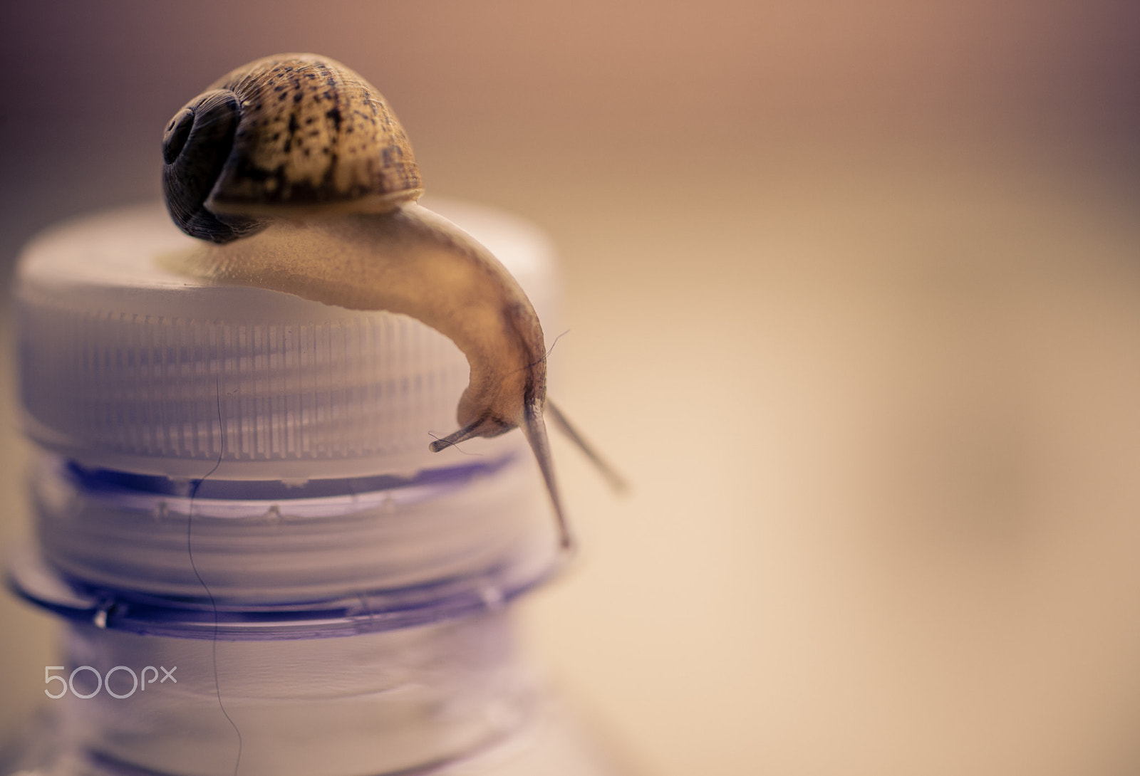 Nikon D610 + Sigma 50mm F2.8 EX DG Macro sample photo. How do i get in there? photography