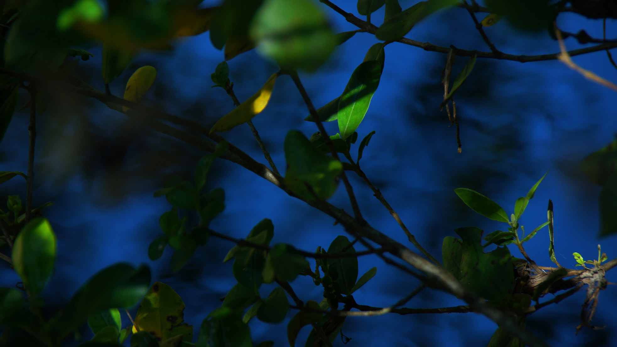 Sony Alpha DSLR-A580 sample photo. Vibrance photography