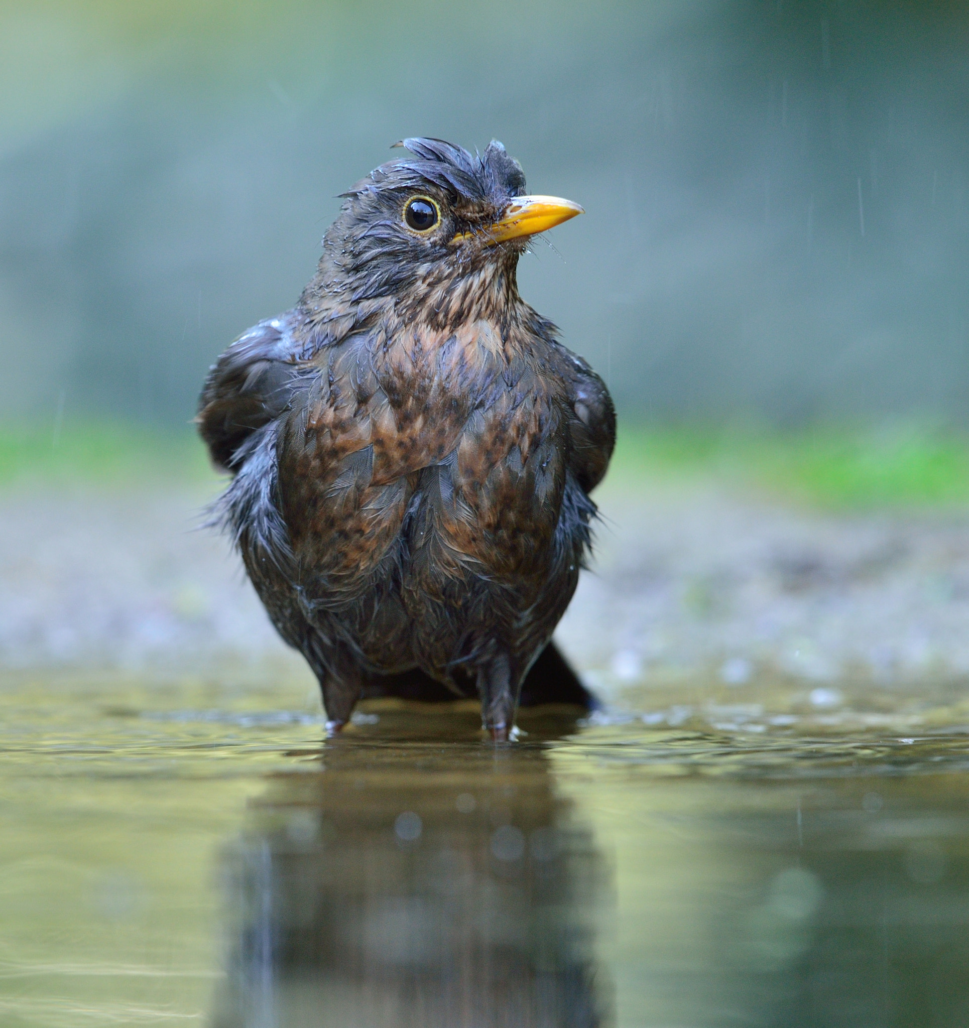 Nikon AF-S Nikkor 400mm F2.8D ED-IF II sample photo. Merel photography