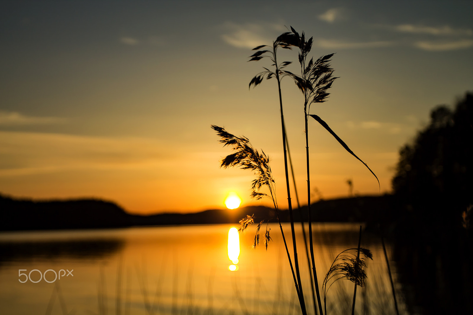 Canon EOS 1100D (EOS Rebel T3 / EOS Kiss X50) + Canon EF 17-40mm F4L USM sample photo. Water reed at sunset photography