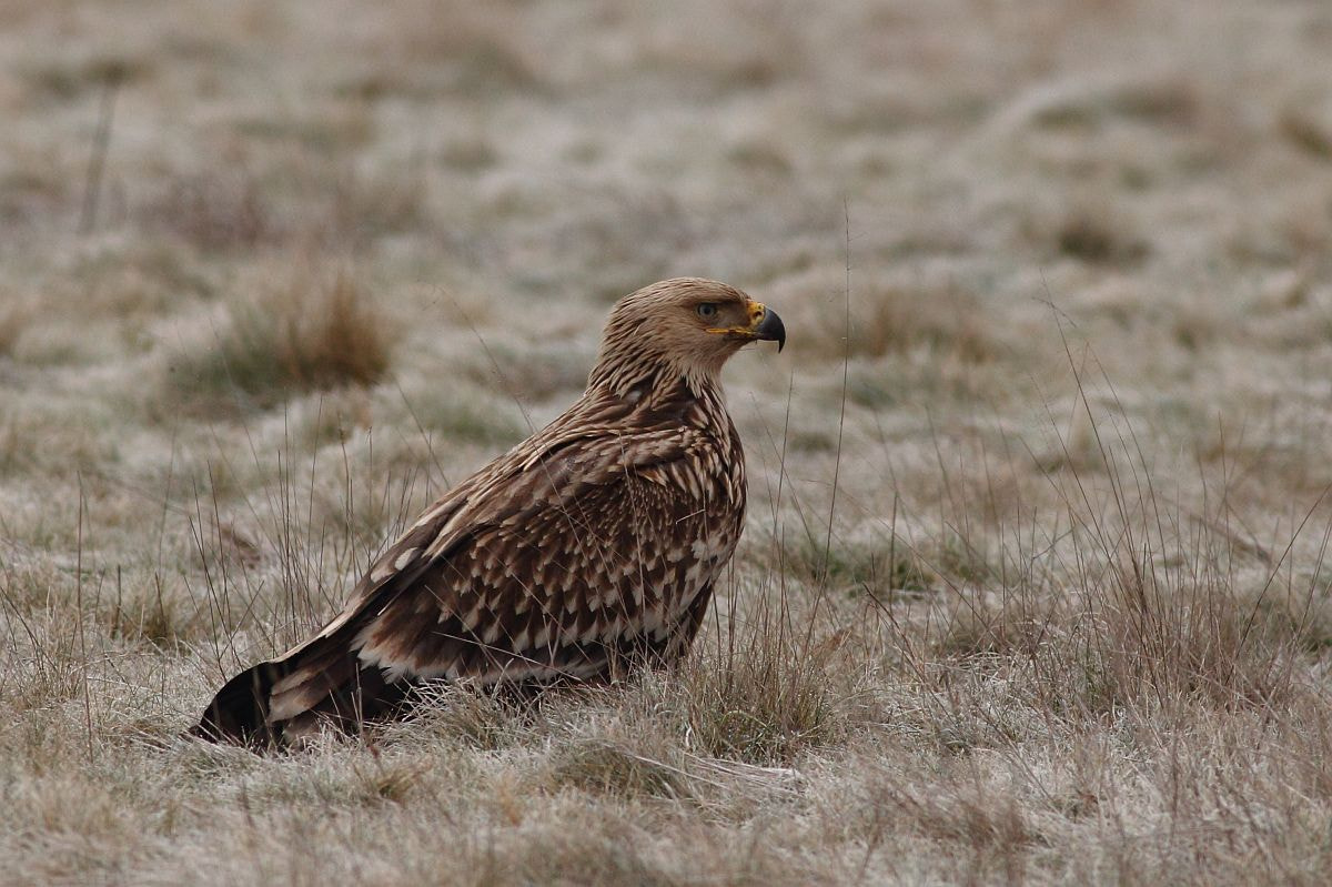 Canon EOS 60D + Canon EF 400mm F5.6L USM sample photo. Imperial eagle photography