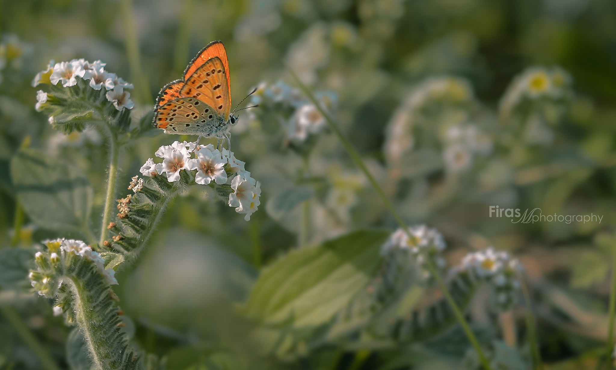 Sigma 150mm F2.8 EX DG Macro HSM sample photo. Butterfly magic ... photography