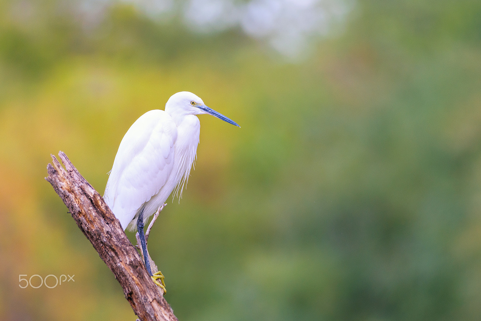 Sigma 150-600mm F5-6.3 DG OS HSM | C sample photo. Little egret photography