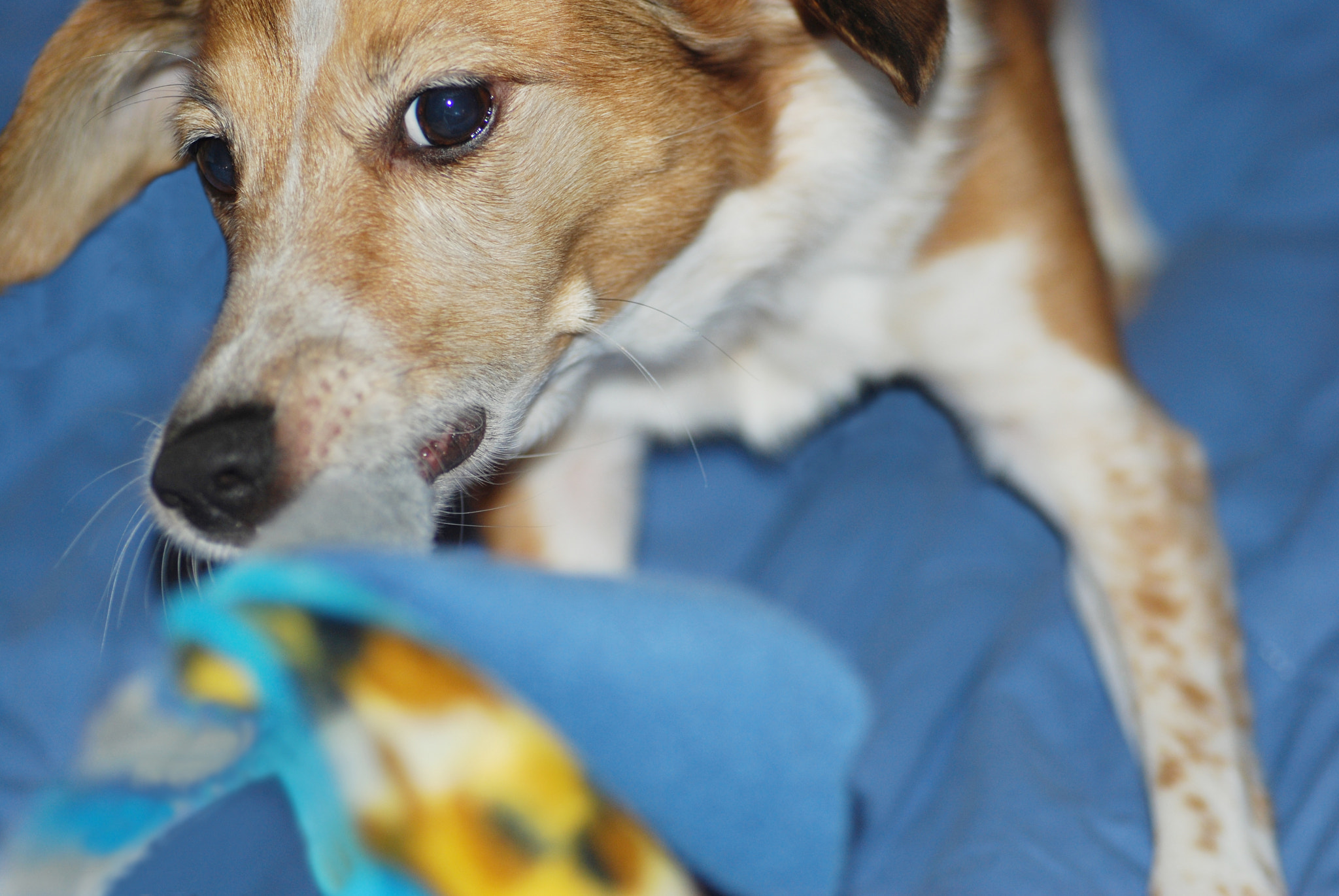 Nikon D40X sample photo. Eye on the prize photography