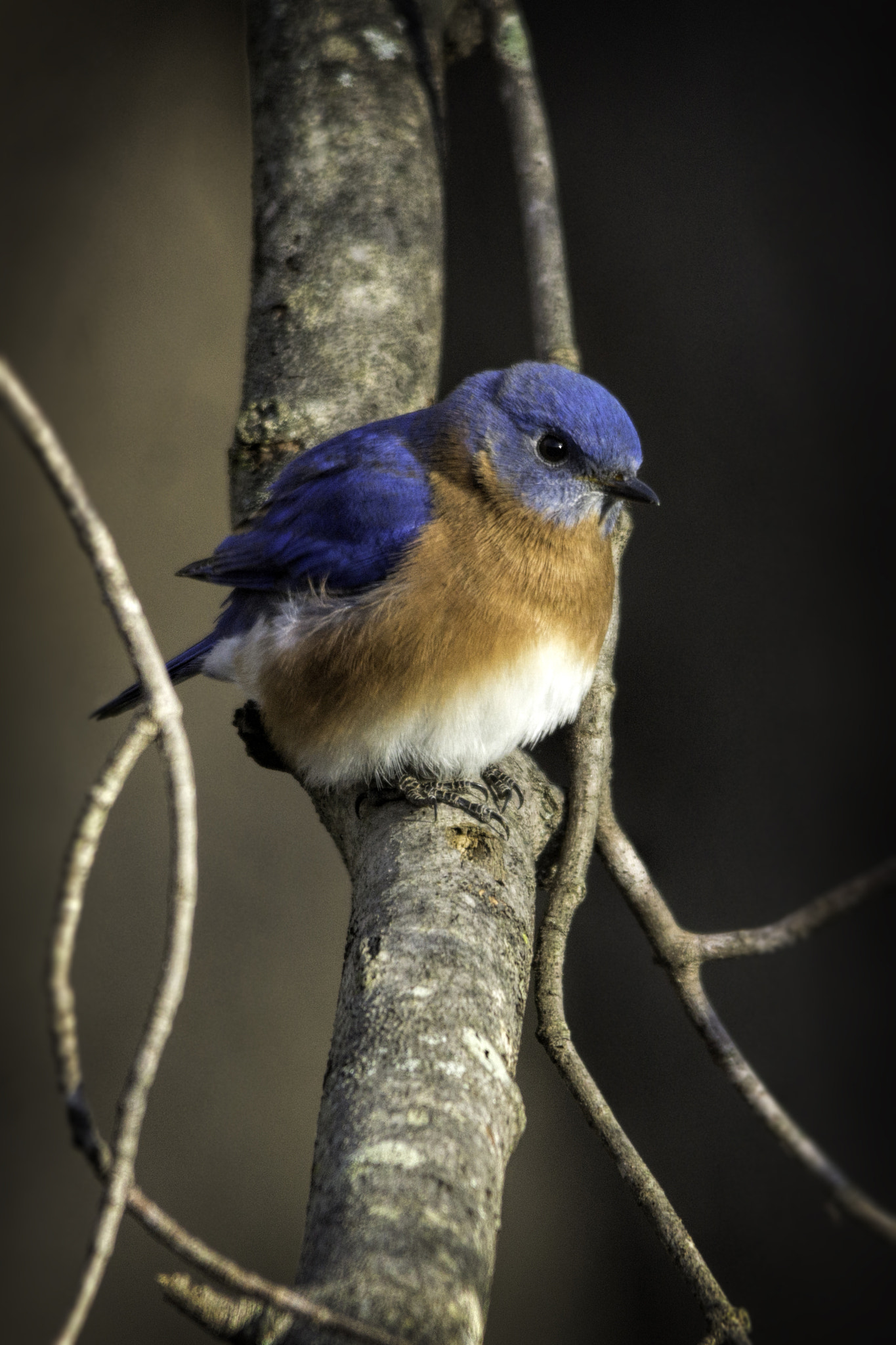 Sigma 150-500mm F5-6.3 DG OS HSM sample photo. Blue velvet photography