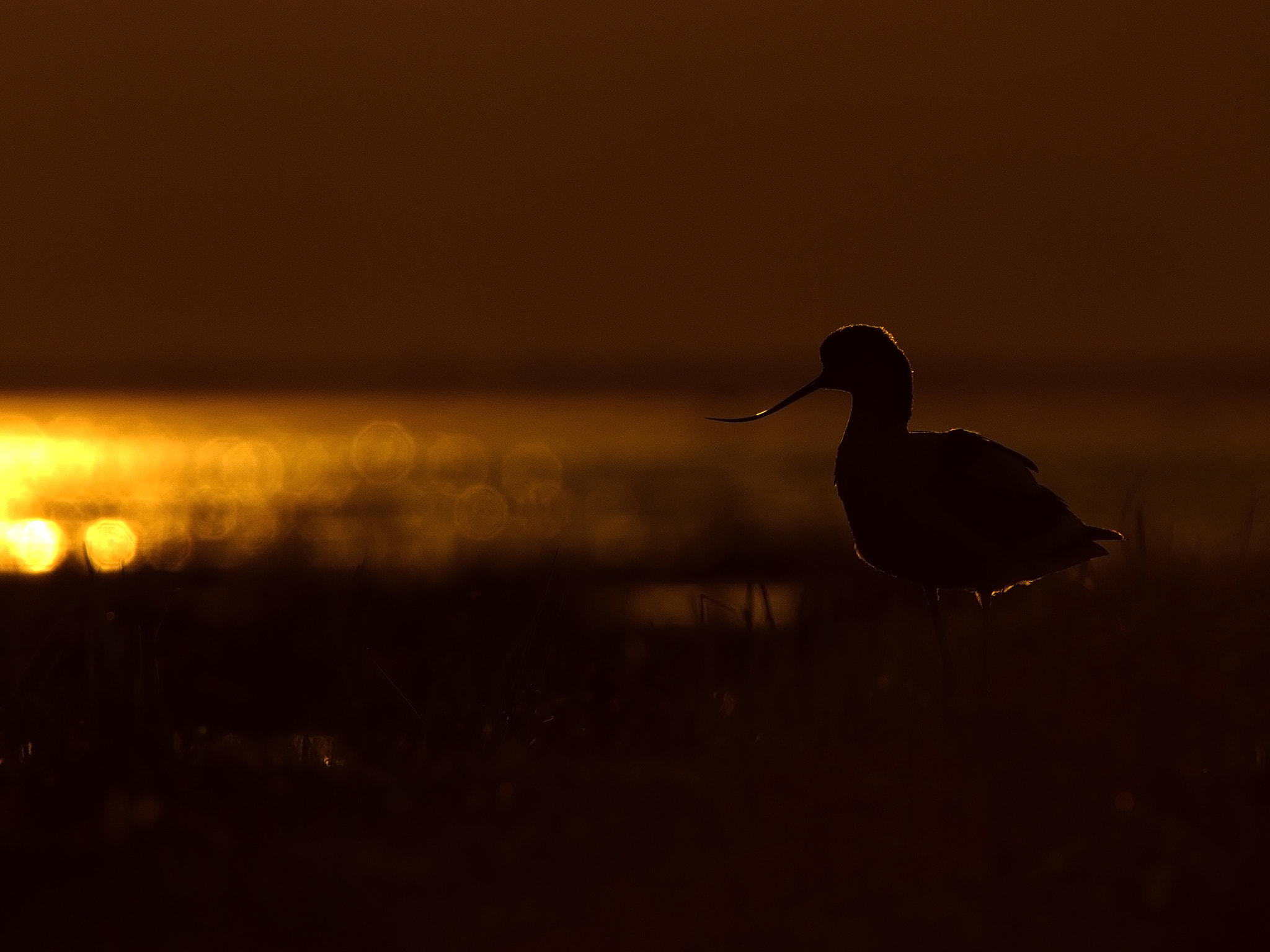 Canon EF 300mm F2.8L IS USM sample photo. Avocet in last light photography