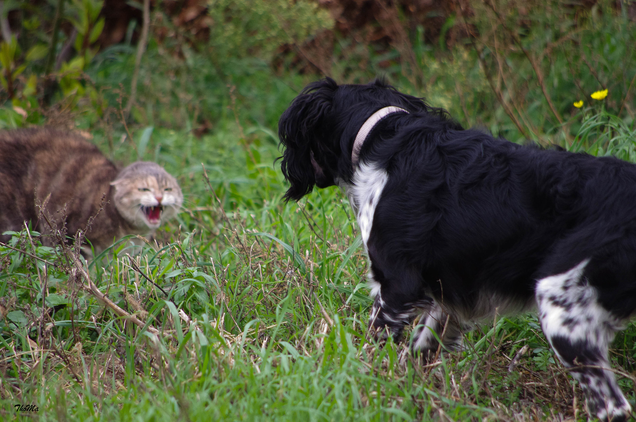 HD Pentax DA 55-300mm F4.0-5.8 ED WR sample photo. Chien & chat photography