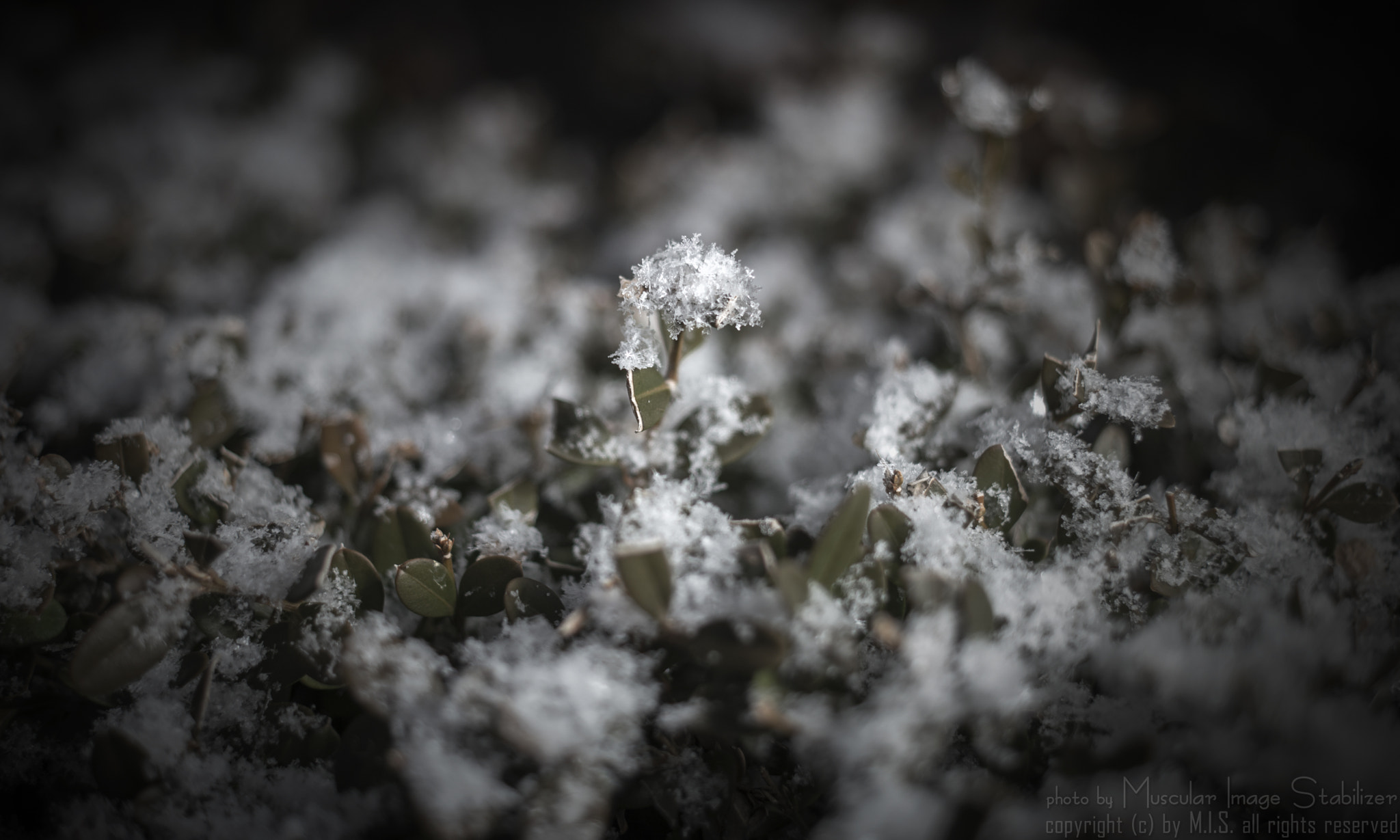 Samsung NX1 + Samsung NX 30mm F2 Pancake sample photo. The snow flower photography