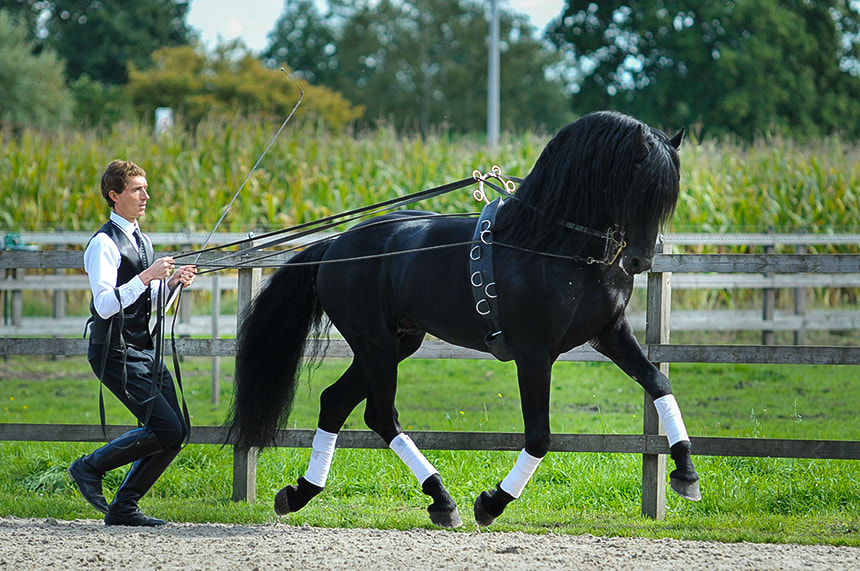 Sigma 70-200mm F2.8 EX DG Macro HSM II sample photo. Arabo-friesian stallion photography