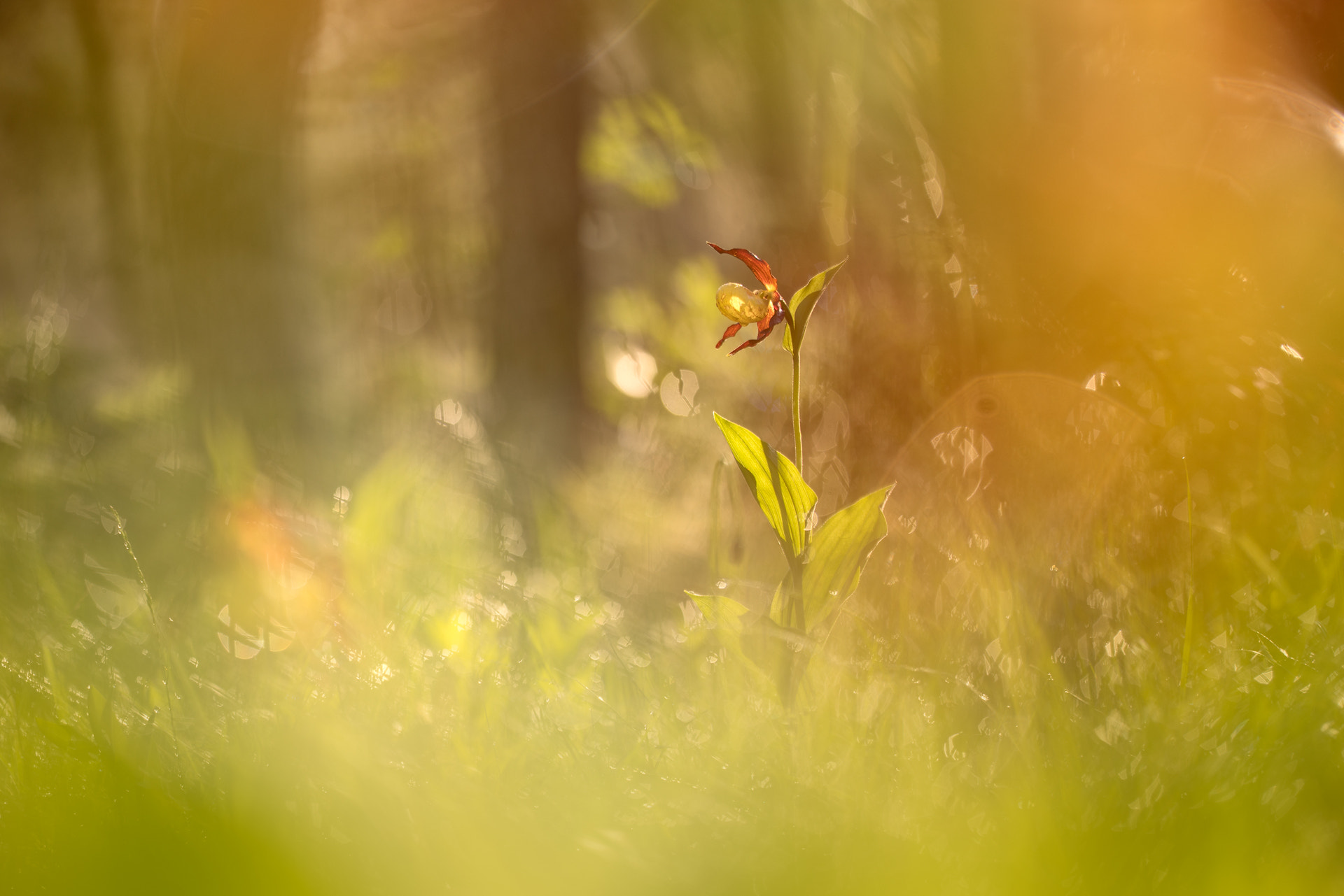 Sigma 150mm f/2.8 EX DG OS HSM APO Macro sample photo. Cypripedium calceolus photography