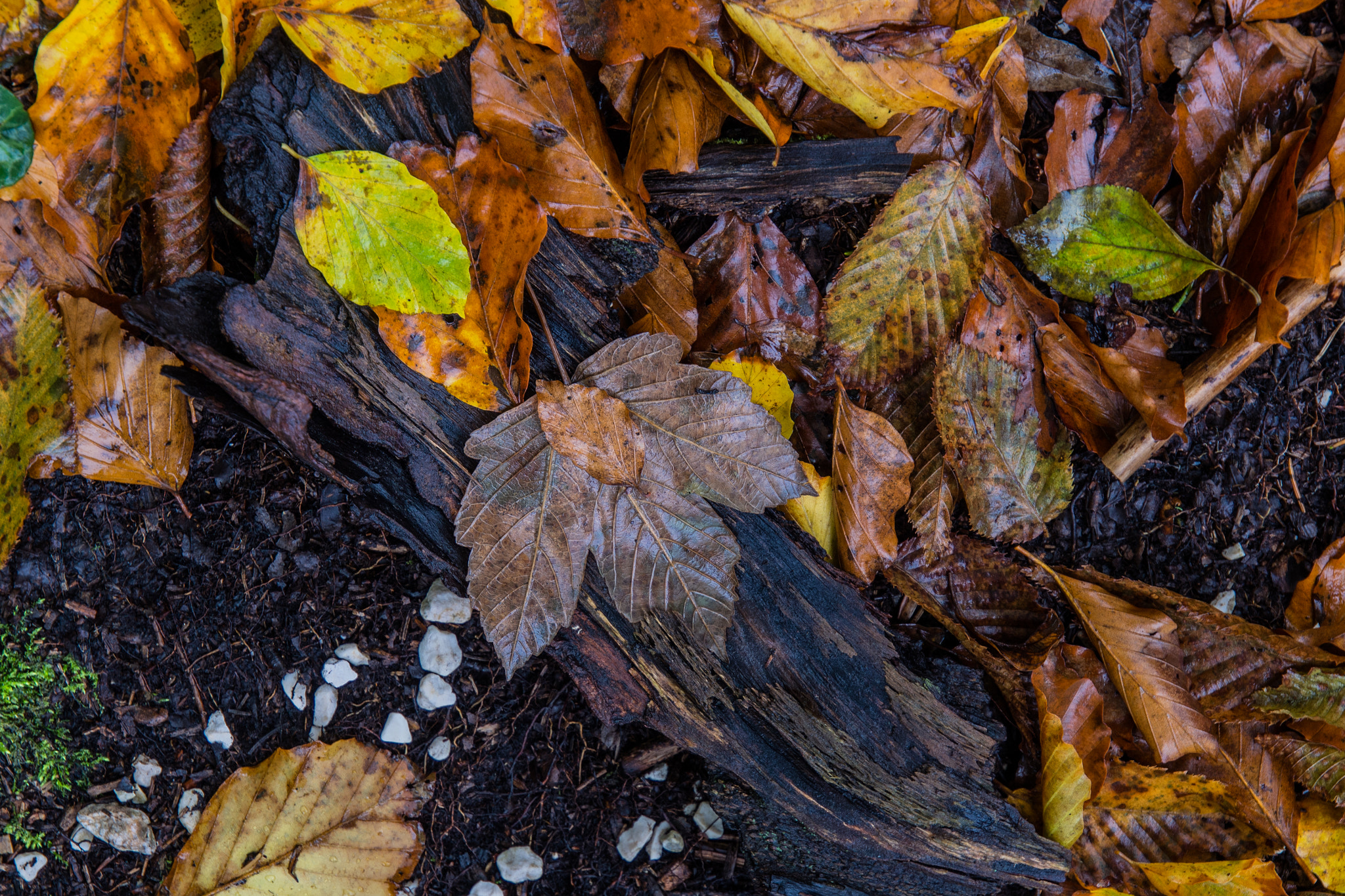 Olympus OM-D E-M5 sample photo. Wet autumn grounds photography