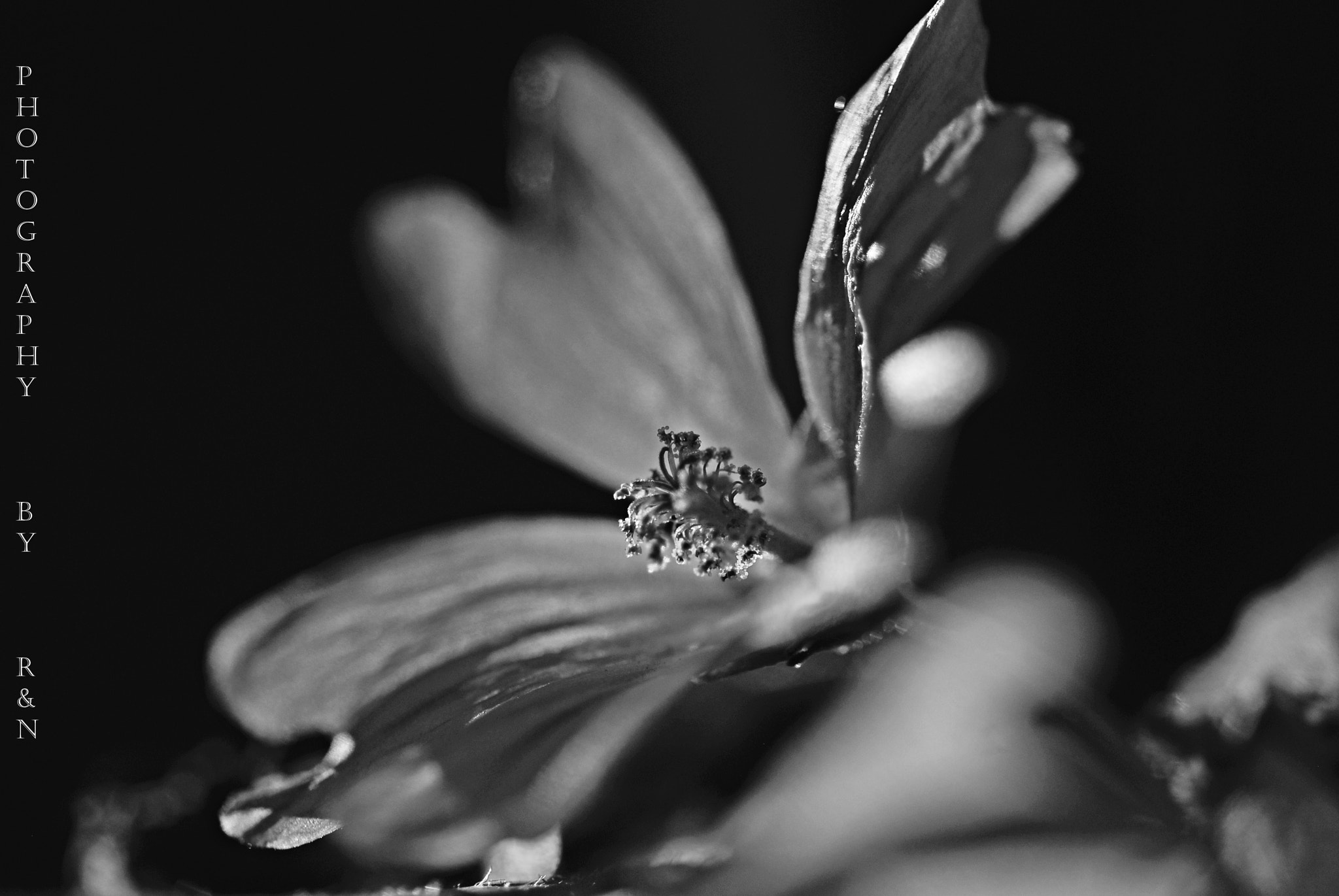 Sigma 105mm F2.8 EX DG OS HSM sample photo. Flo photography