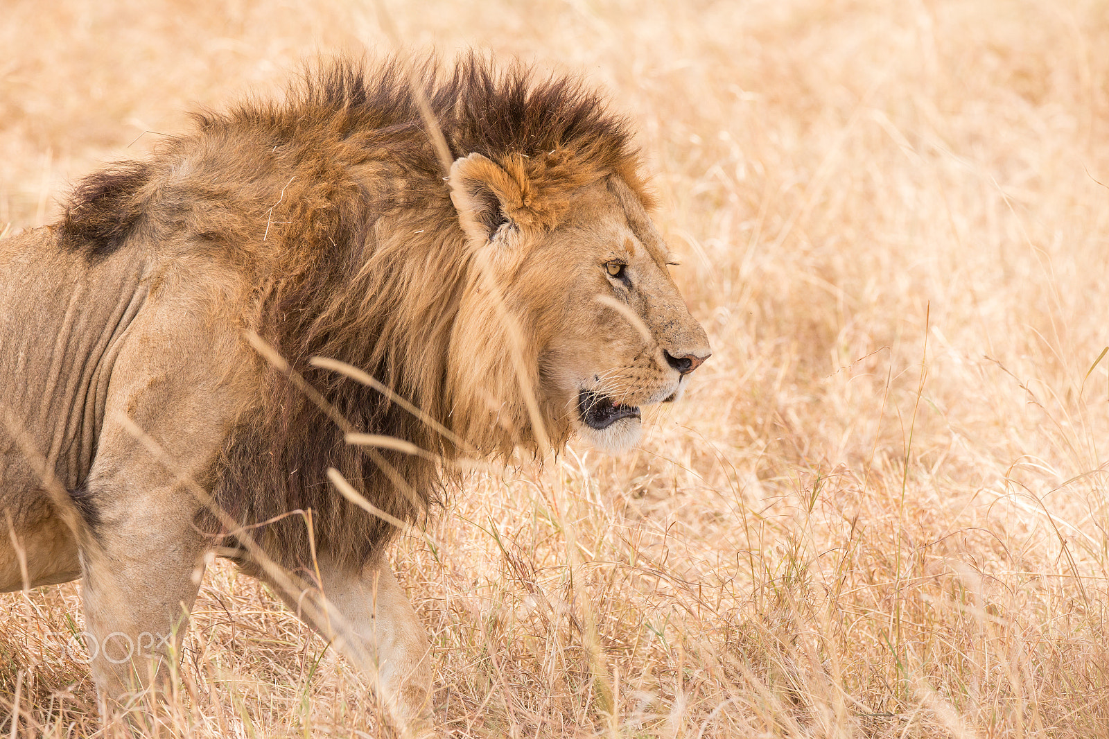 Canon EOS 6D + Tamron SP 150-600mm F5-6.3 Di VC USD sample photo. Lion king photography