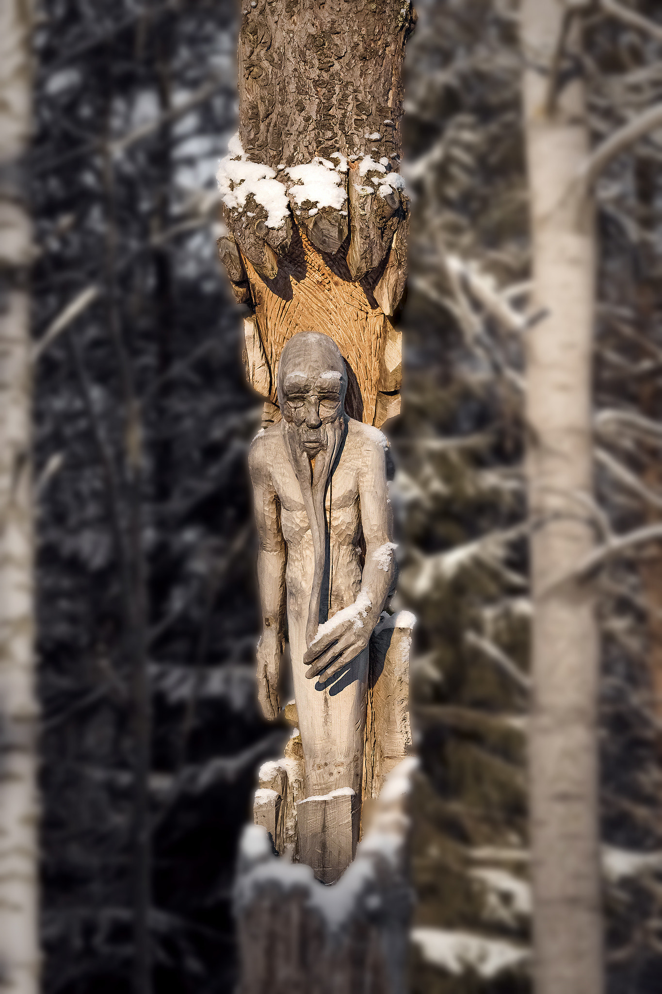 Sigma 150-500mm F5-6.3 DG OS HSM sample photo. Artistic wood. photography