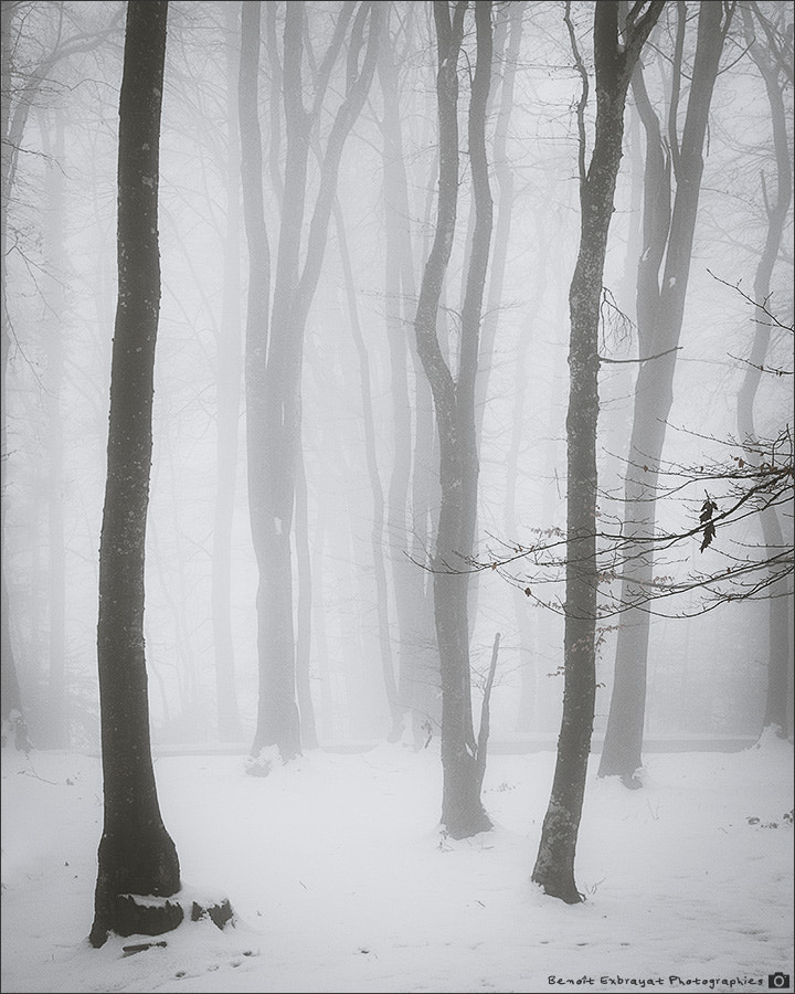 Sigma AF 10-20mm F4-5.6 EX DC sample photo. Foggy forest photography