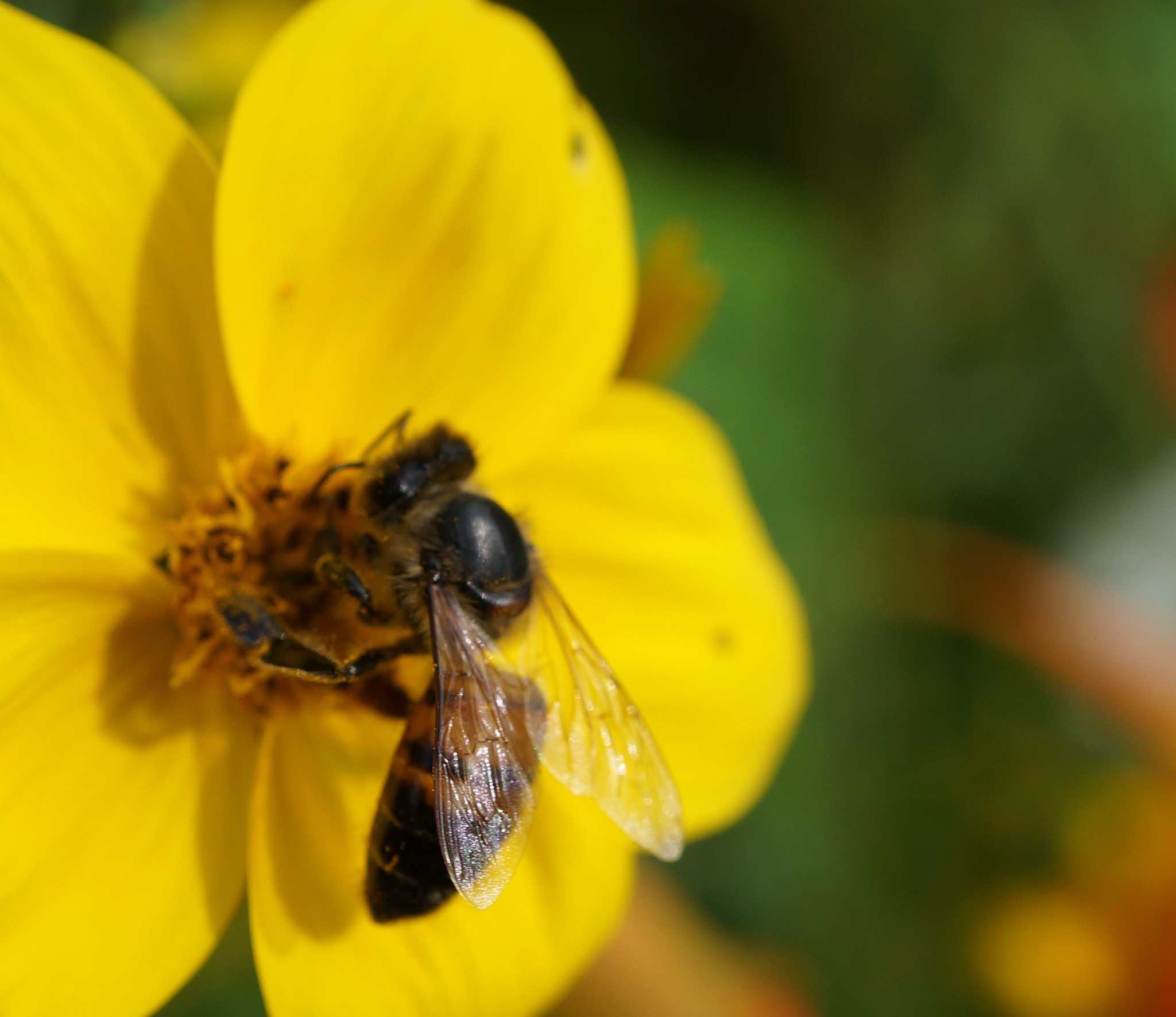Sony Alpha NEX-5T + Sony E 30mm F3.5 Macro sample photo. Flower and bee photography