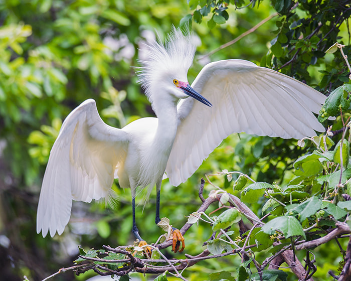 Sigma 24-60mm F2.8 EX DG sample photo. Snowy egret photography