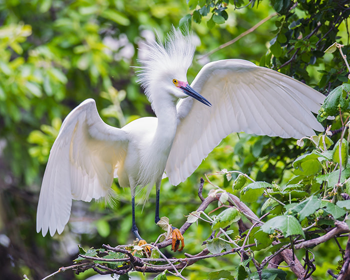 Nikon D3S + Sigma 24-60mm F2.8 EX DG sample photo. Snowy egret photography