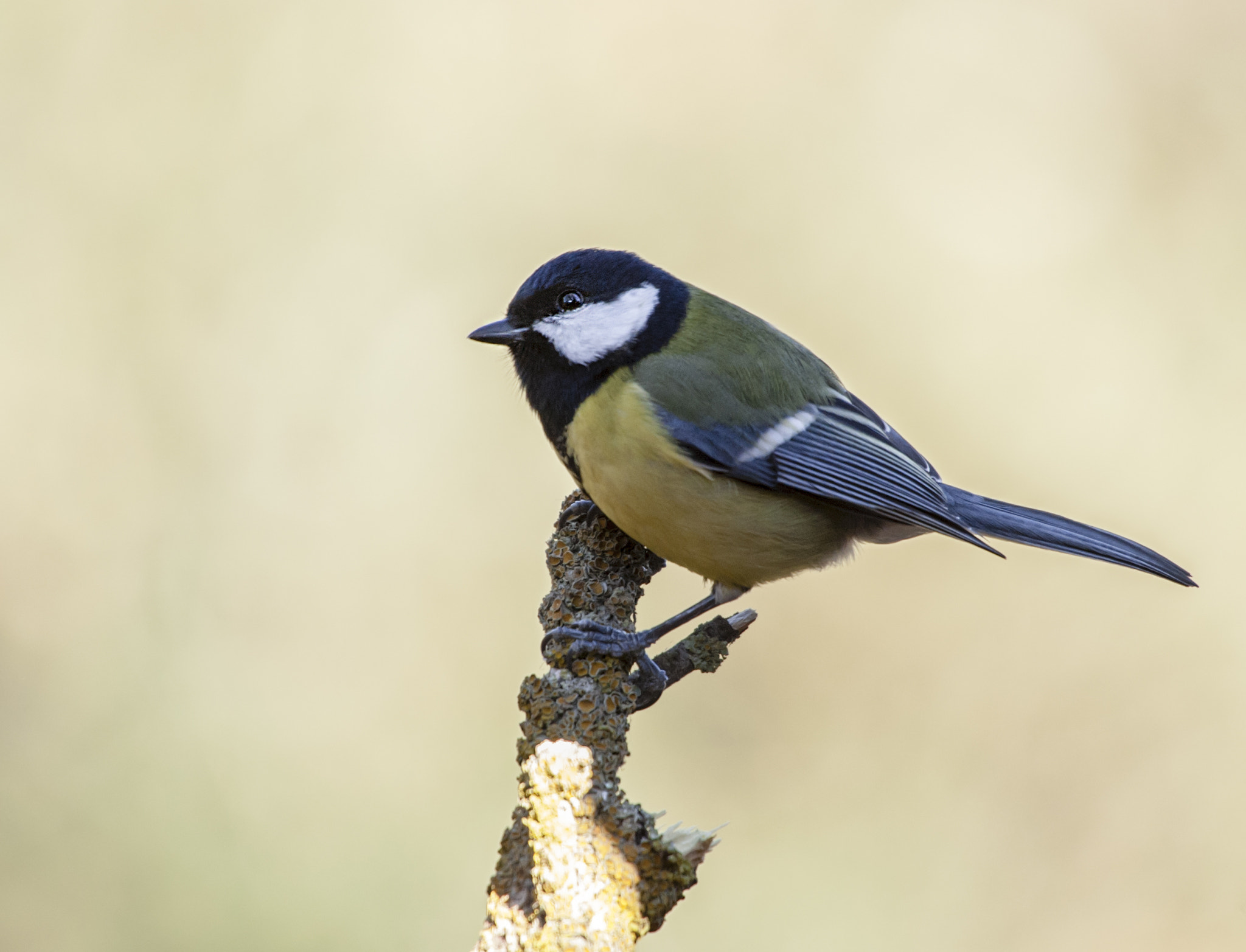Sigma 50-500mm F4.5-6.3 DG OS HSM sample photo. Pajarillo photography