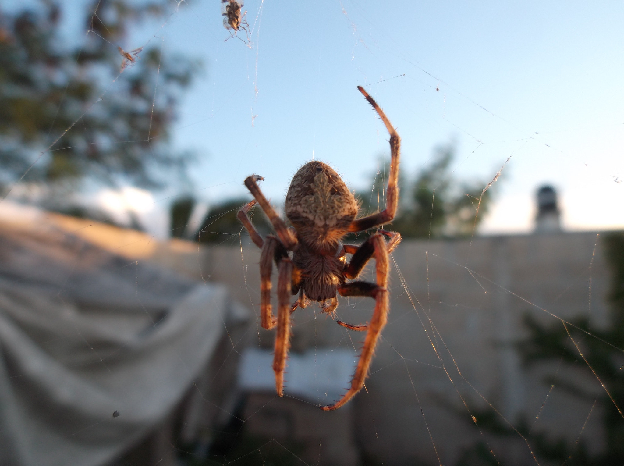 Fujifilm FinePix T550 sample photo. Spider sleeping photography