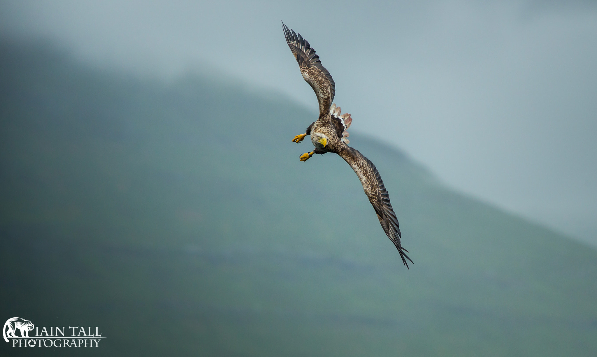 Canon EF 70-200mm F2.8L USM sample photo. White tailed eagle photography