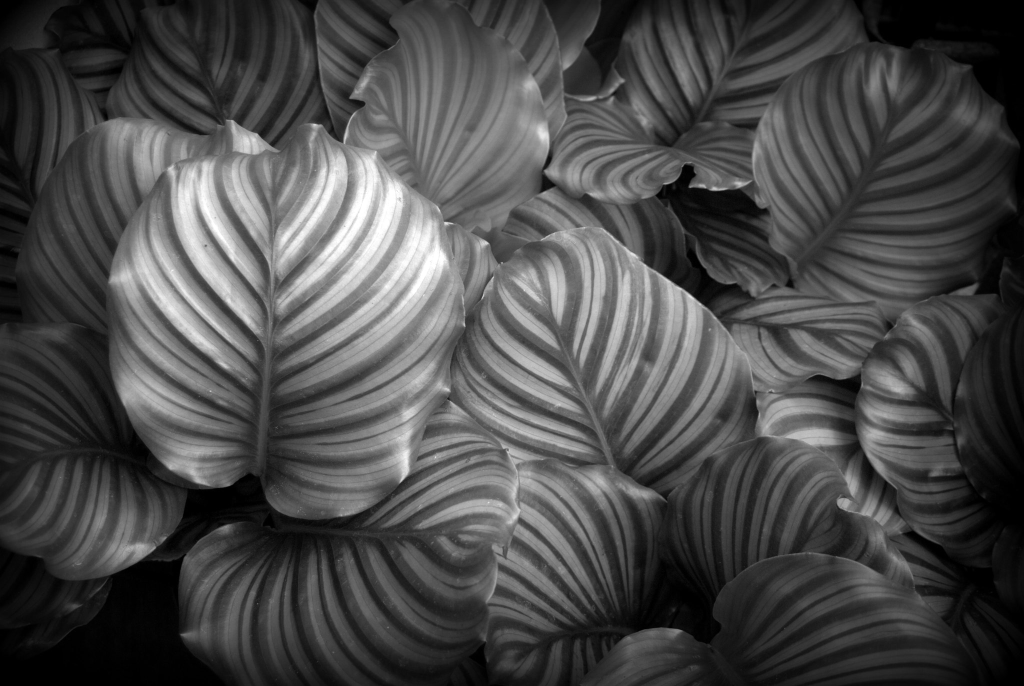 Sigma 28-90mm F3.5-5.6 Macro sample photo. Calathea foliage photography