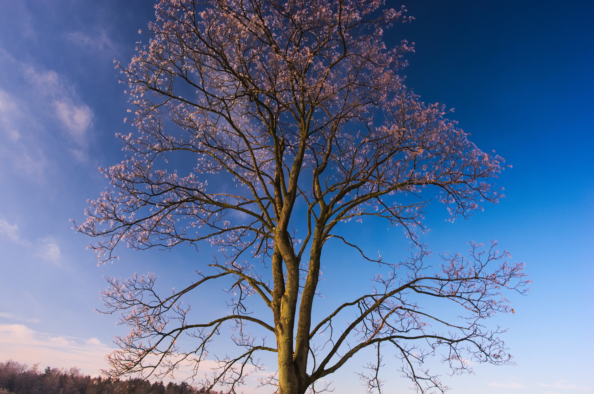 Pentax K-5 sample photo. Winter tree photography