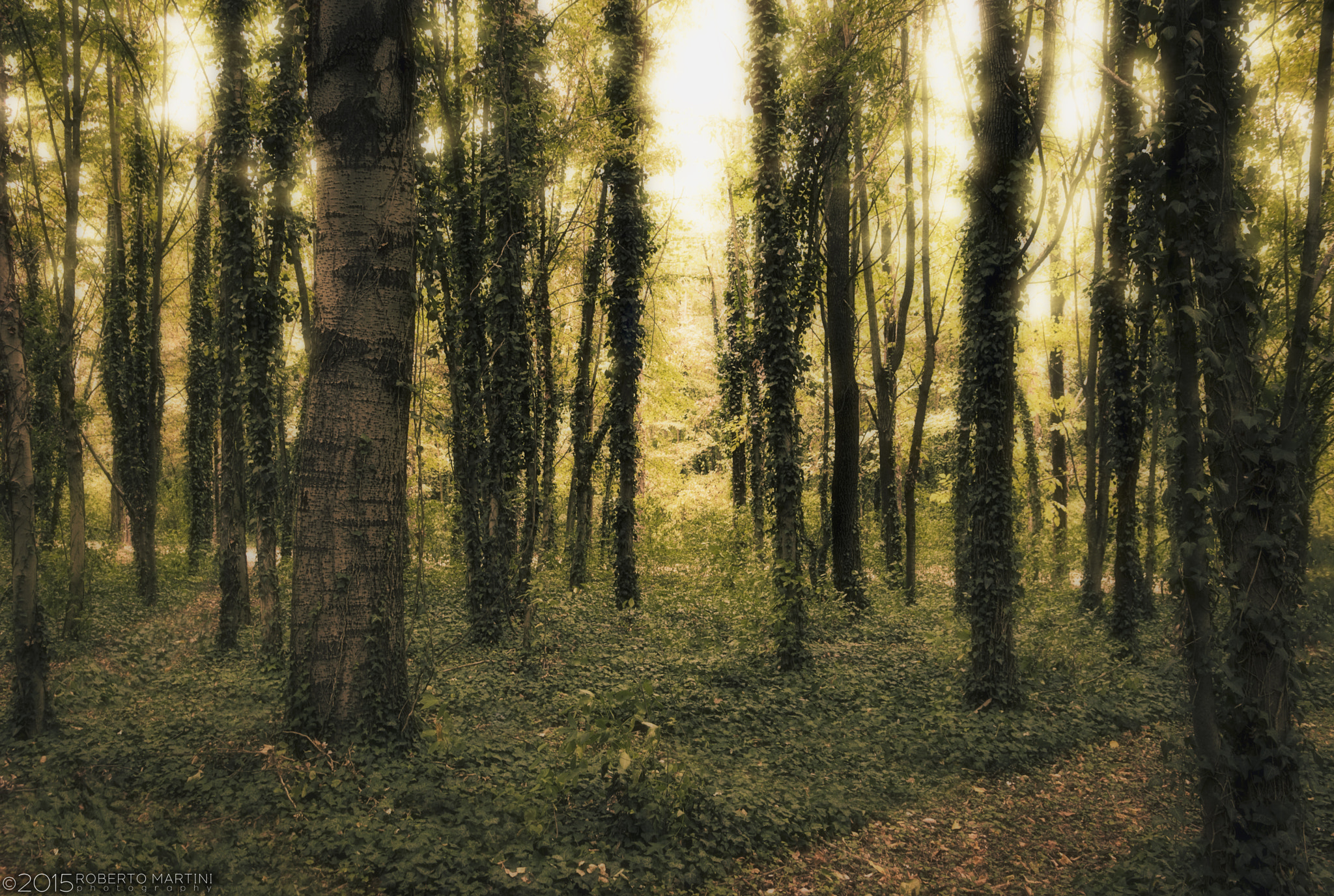 Sony SLT-A77 + Sigma 18-35mm F1.8 DC HSM Art sample photo. Dreamy forest photography