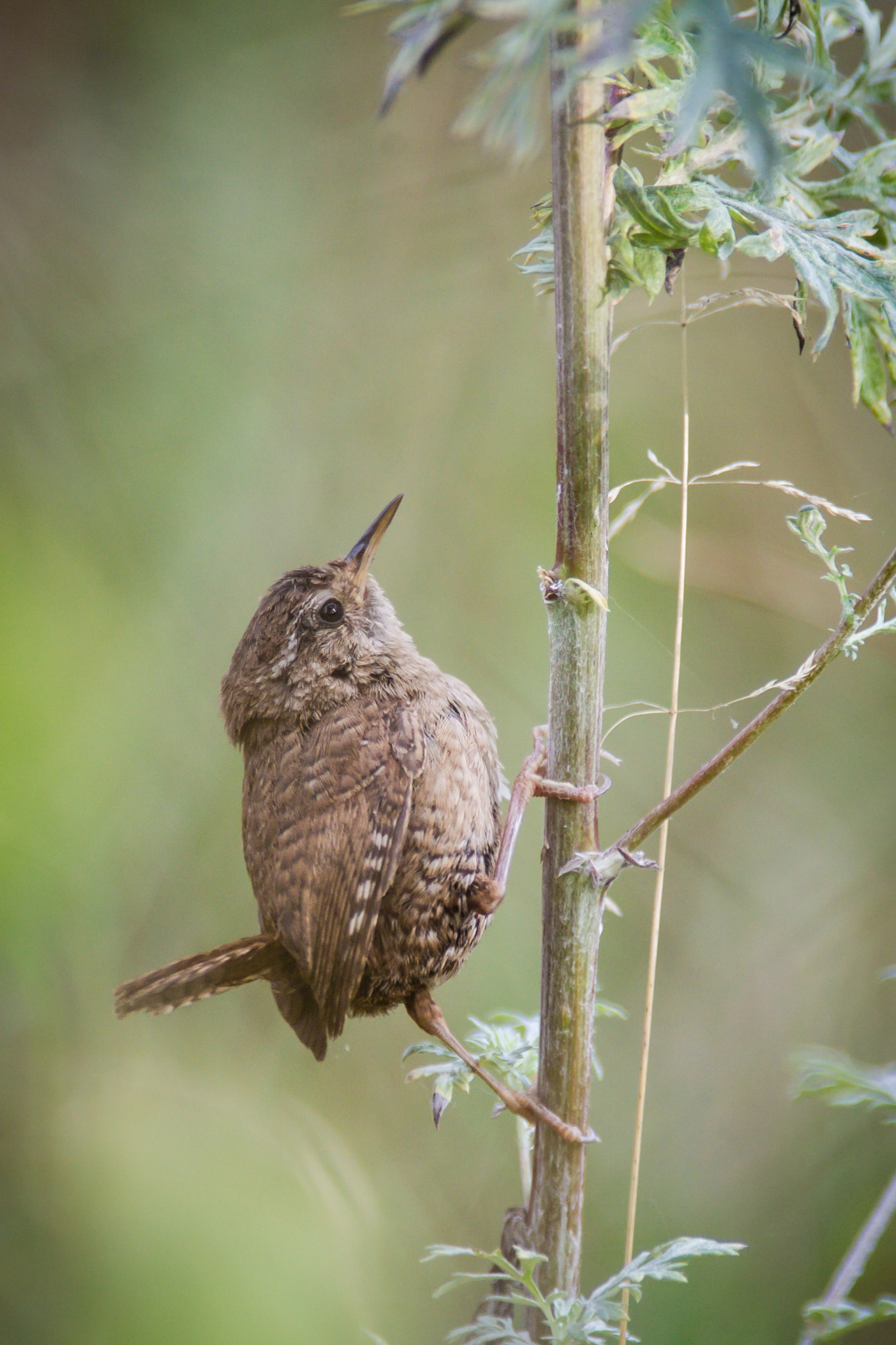 Canon EF 300mm f/2.8L + 1.4x sample photo. The only way is up! photography
