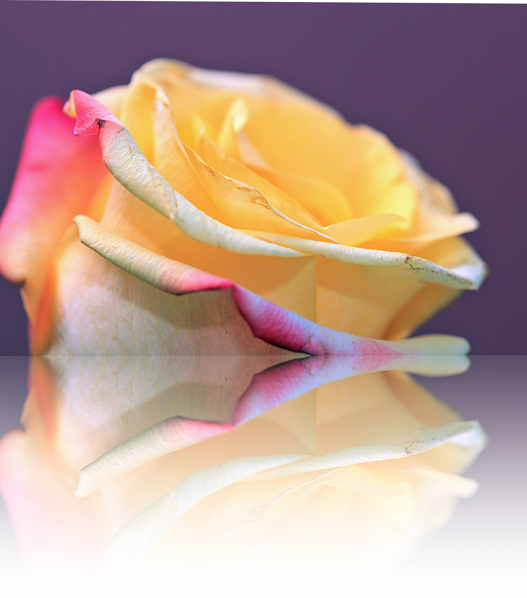 Canon EF 100mm F2.8 Macro USM sample photo. Espelho da cor photography