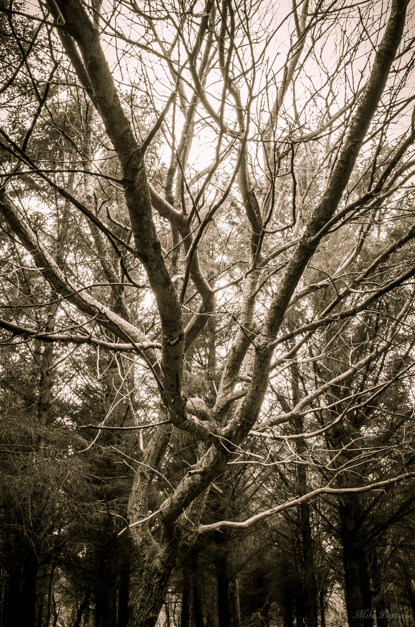 HD Pentax DA 21mm F3.2 AL Limited sample photo. Im wald photography