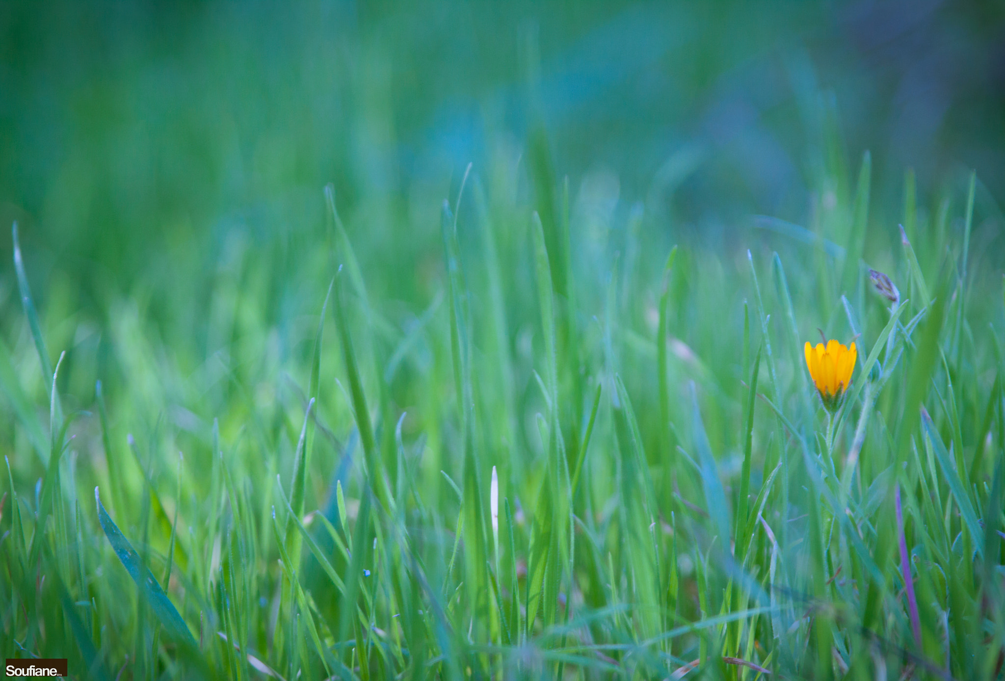 Canon EF 28-105mm f/3.5-4.5 USM sample photo. Loneliness is a refuge photography