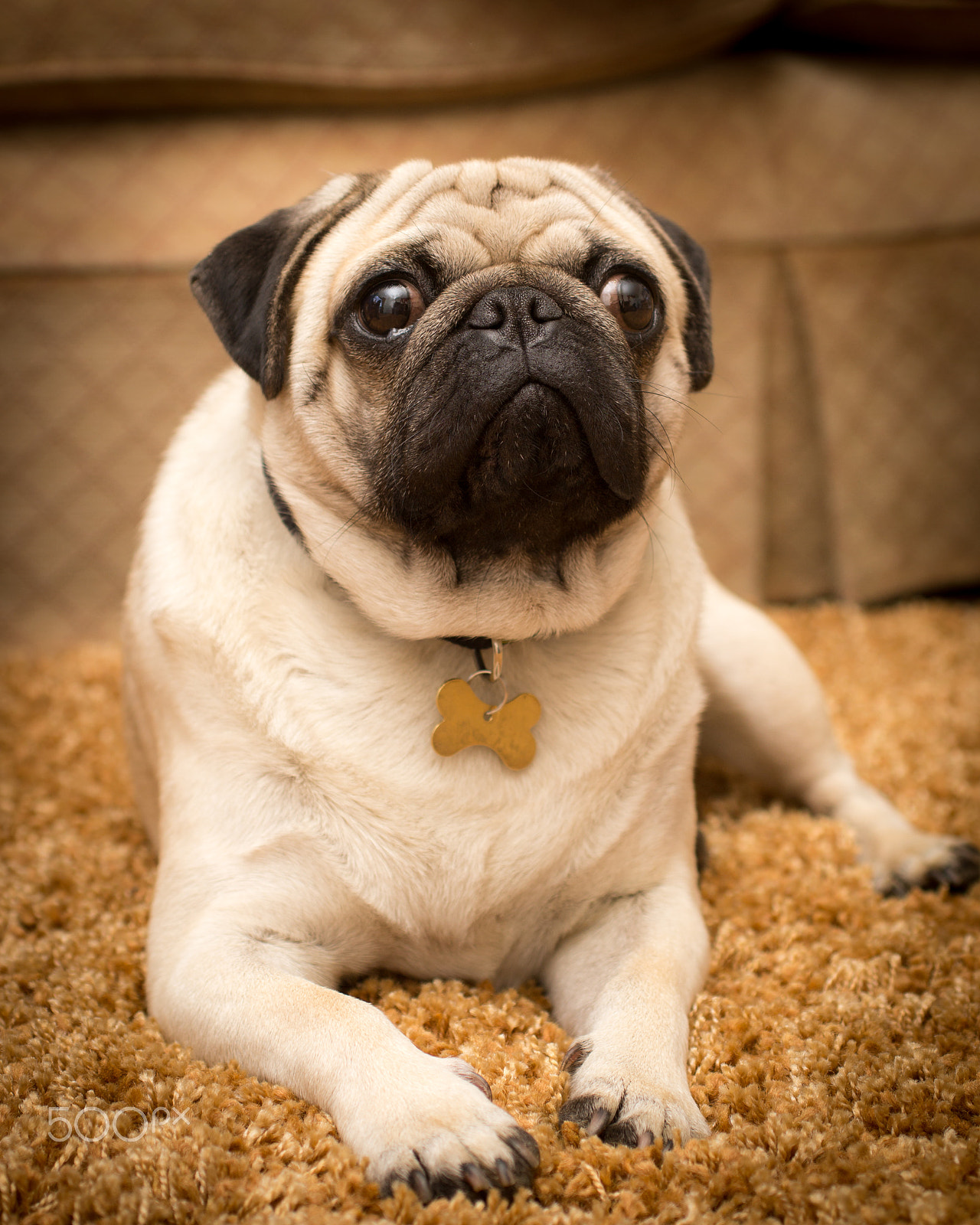 Sony SLT-A37 + Sigma 30mm F1.4 EX DC HSM sample photo. Pug on a rug photography