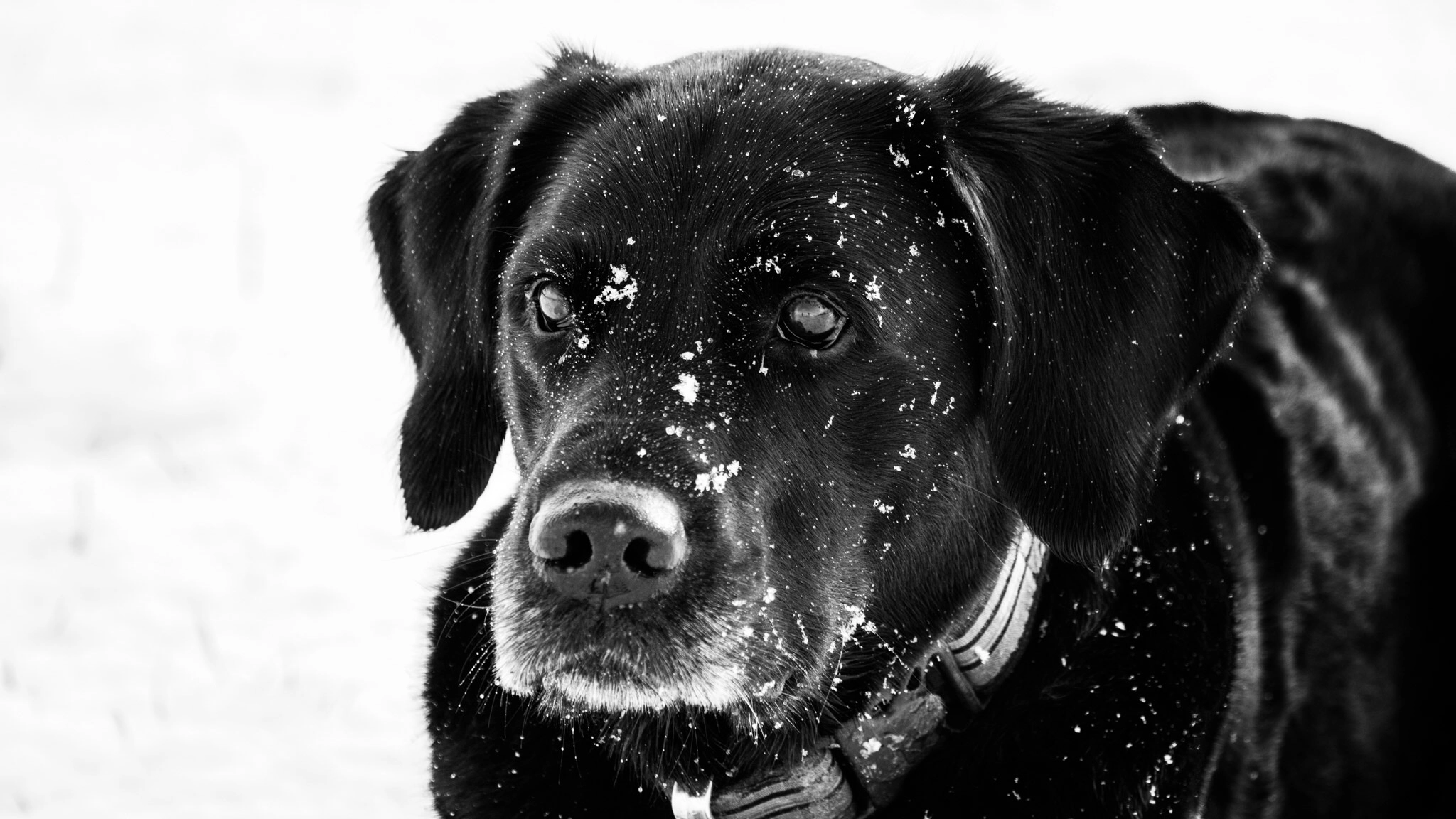 Canon EF 100-400mm F4.5-5.6L IS USM sample photo. Our black lady nera in the snow photography